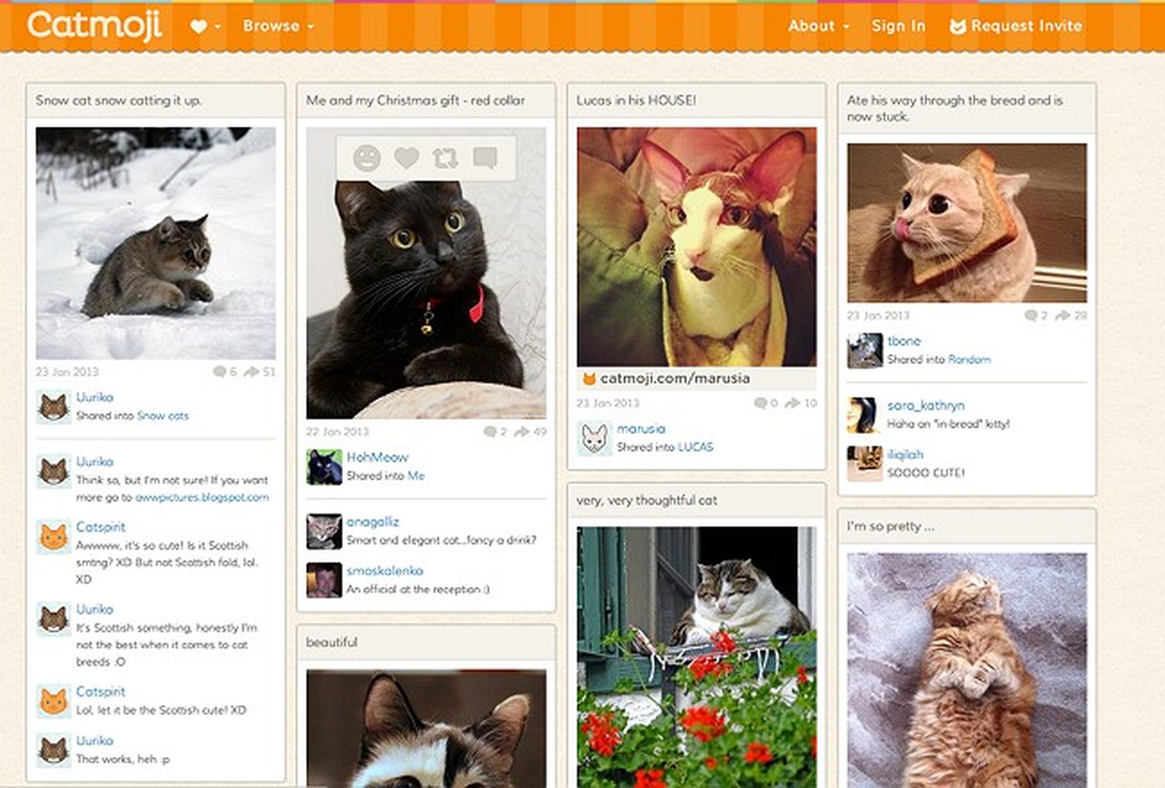 Catmoji es una red social exclusiva para gatos.