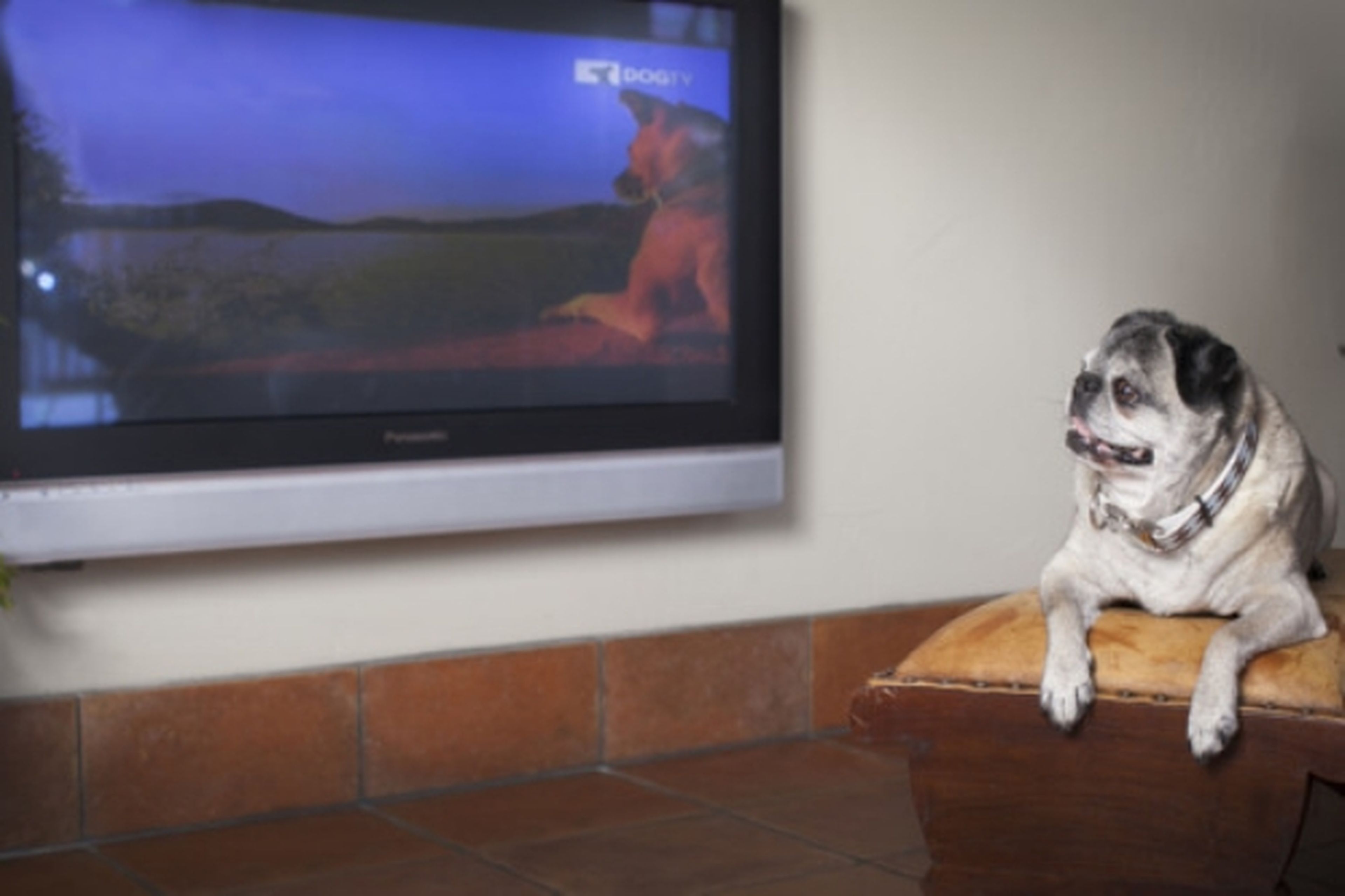 DOGTV, el canal televisivo para perros