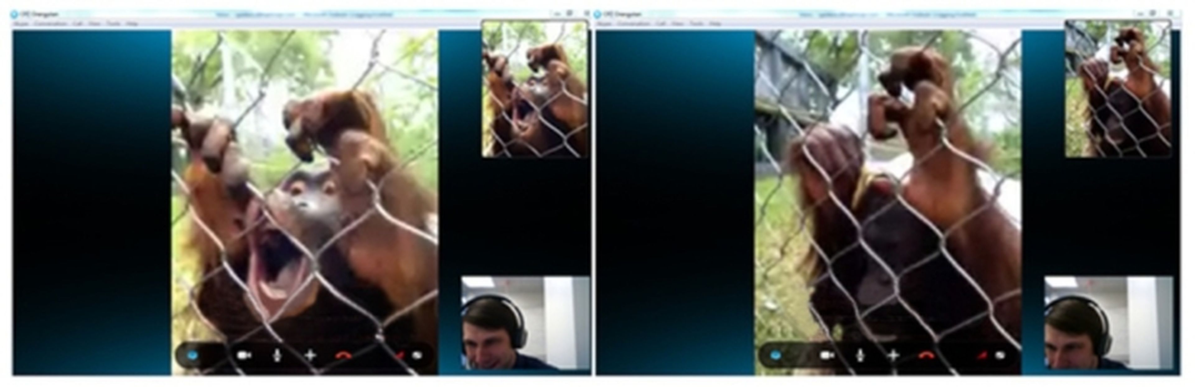 Orangutanes Skype
