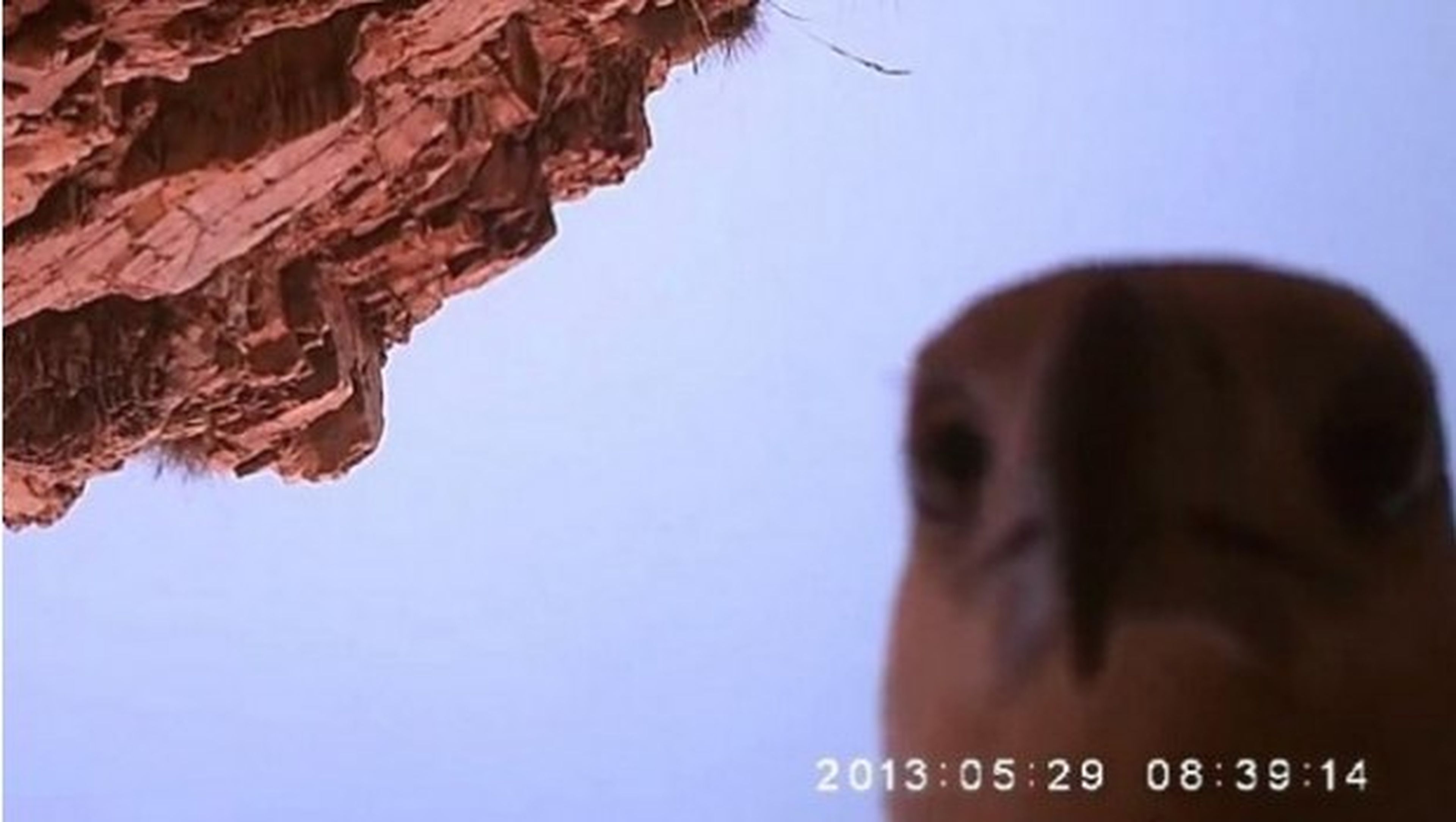 Selfie de un águila