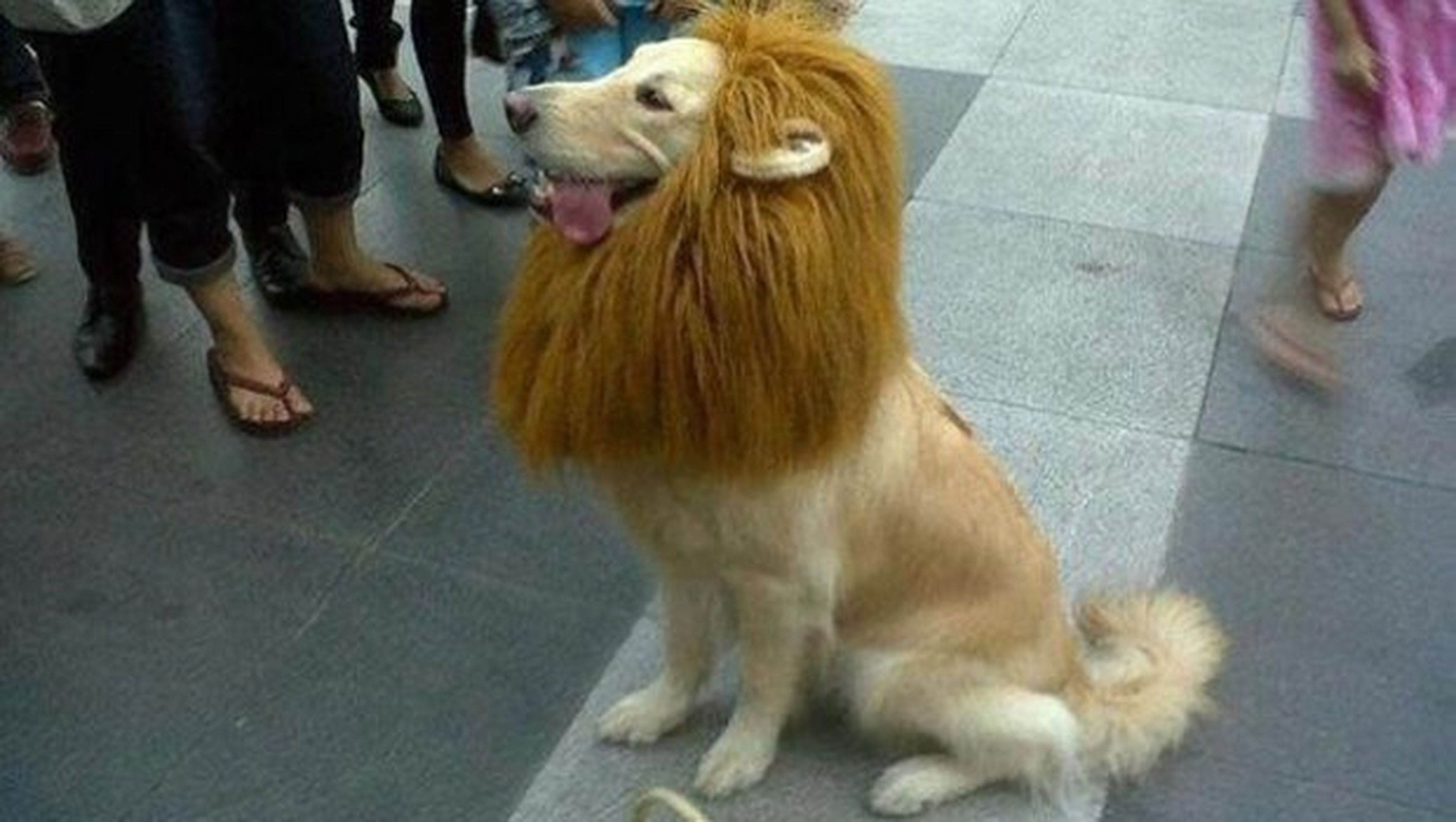 Disfraz de león para perros