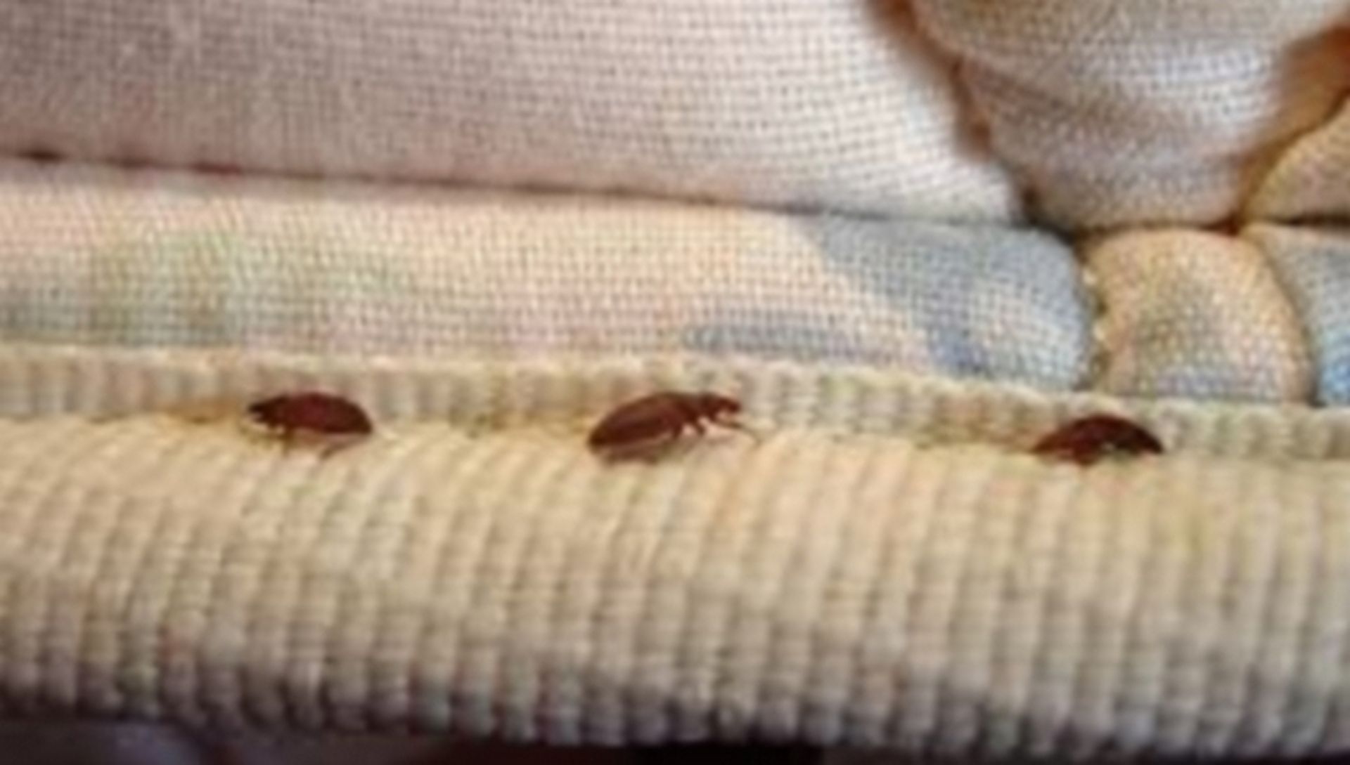 Proof, app para hallar chinches y ácaros en camas de hotel