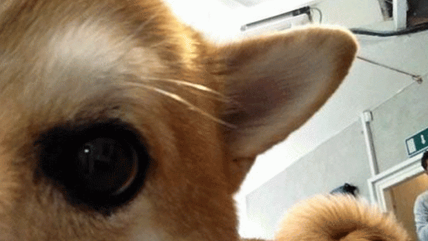 Perros se hacen selfies en City Dog