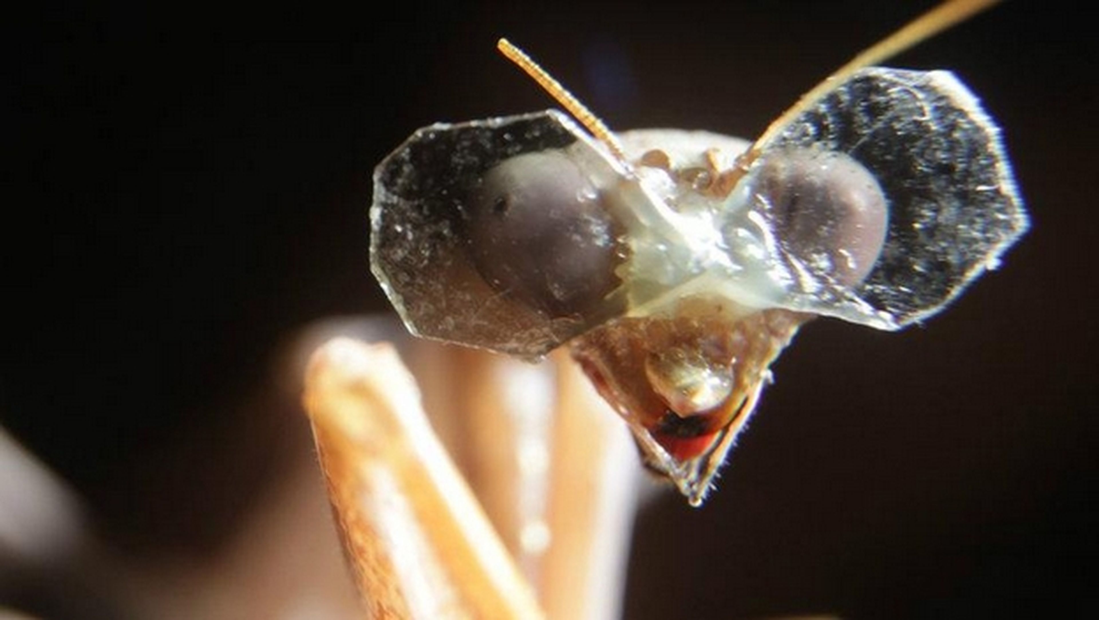 Inventan gafas 3D para insectos, se las ponen a una mantis religiosa. El objetivo es aplicar la visión 3D a drones y robots