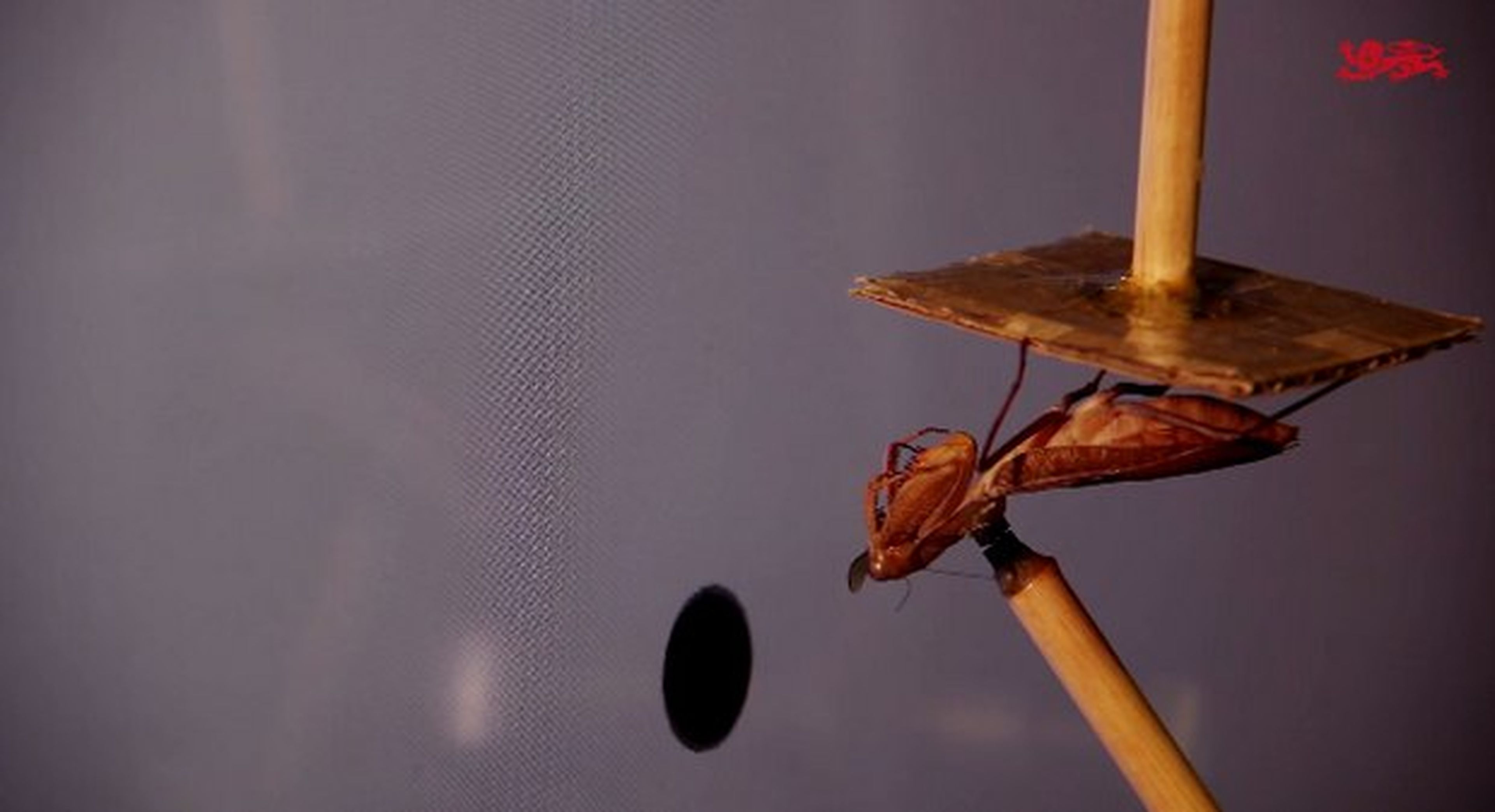 Gafas 3D para insectos