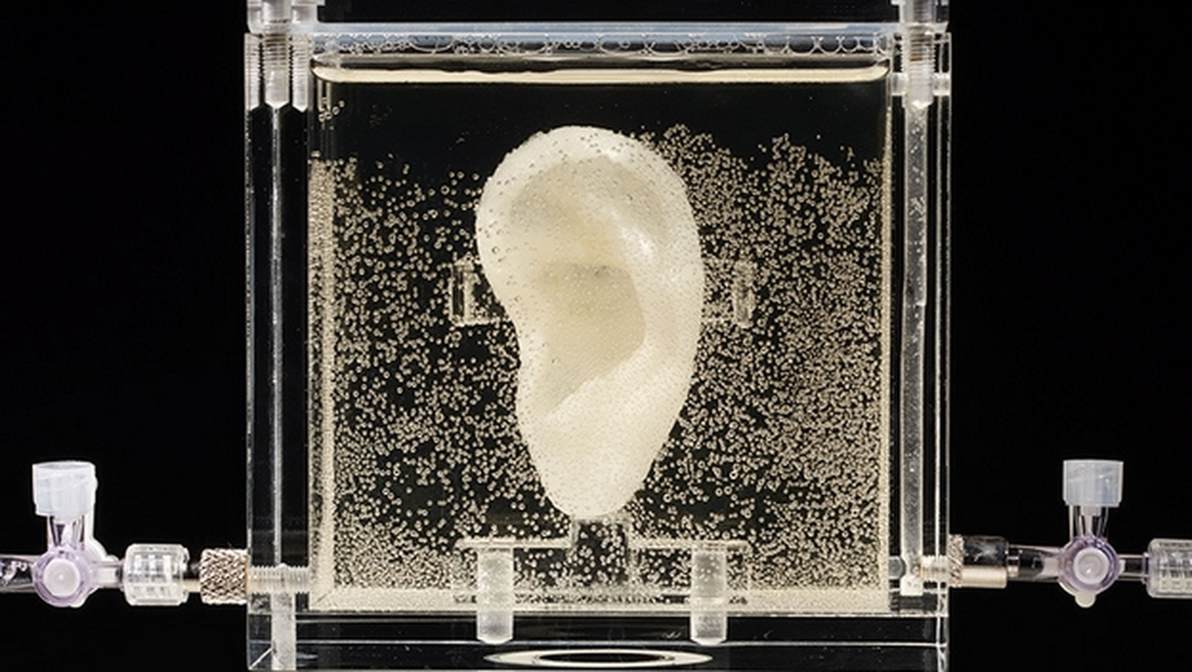 Artista Diemut Strebe imprime en 3D oreja de Van Gogh a partir de ADN de un tataranieto.