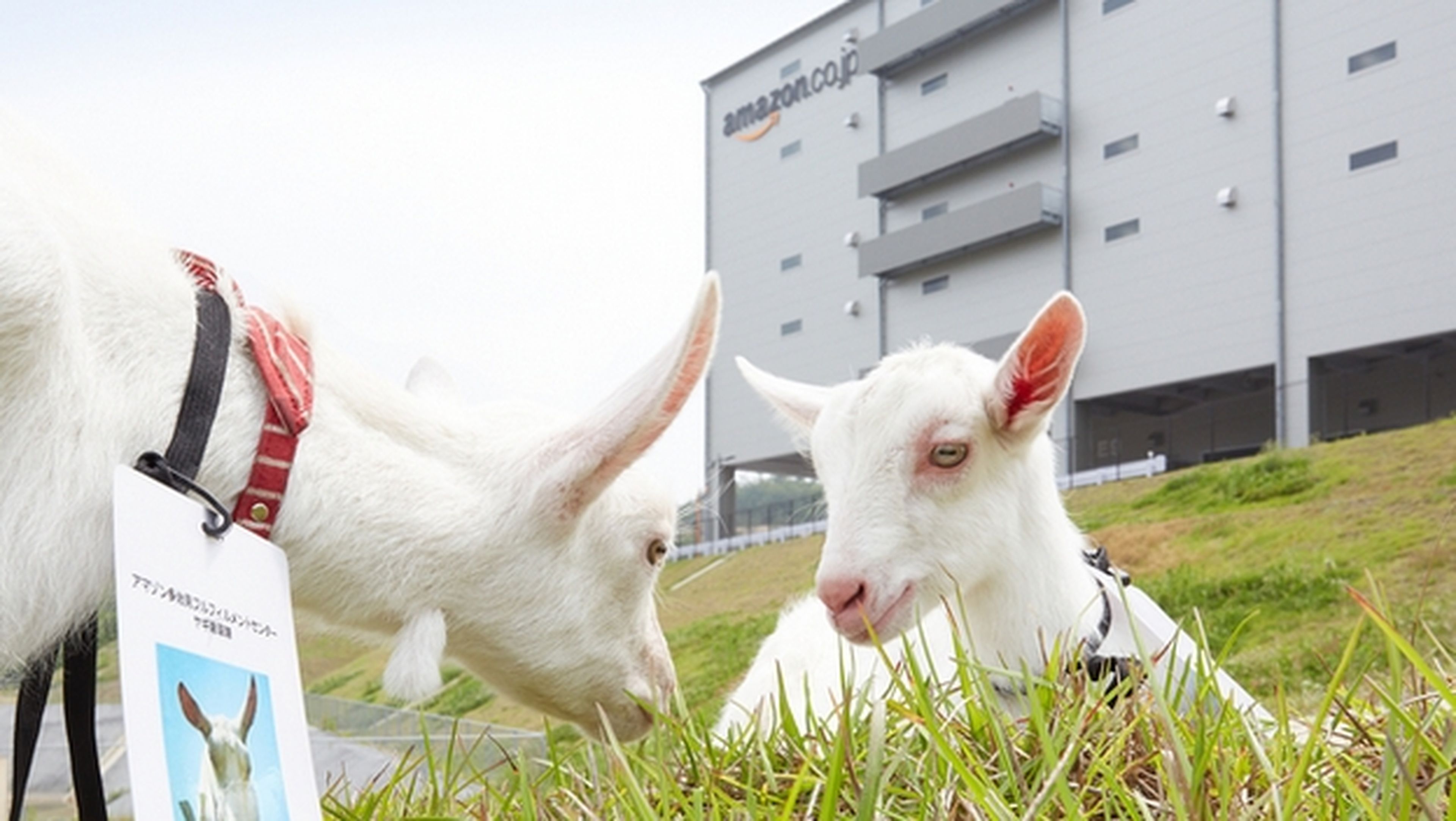 Amazon Japón contrata a 40 cabras para cortar el césped y quitar las malas hierbas de sus jardines.