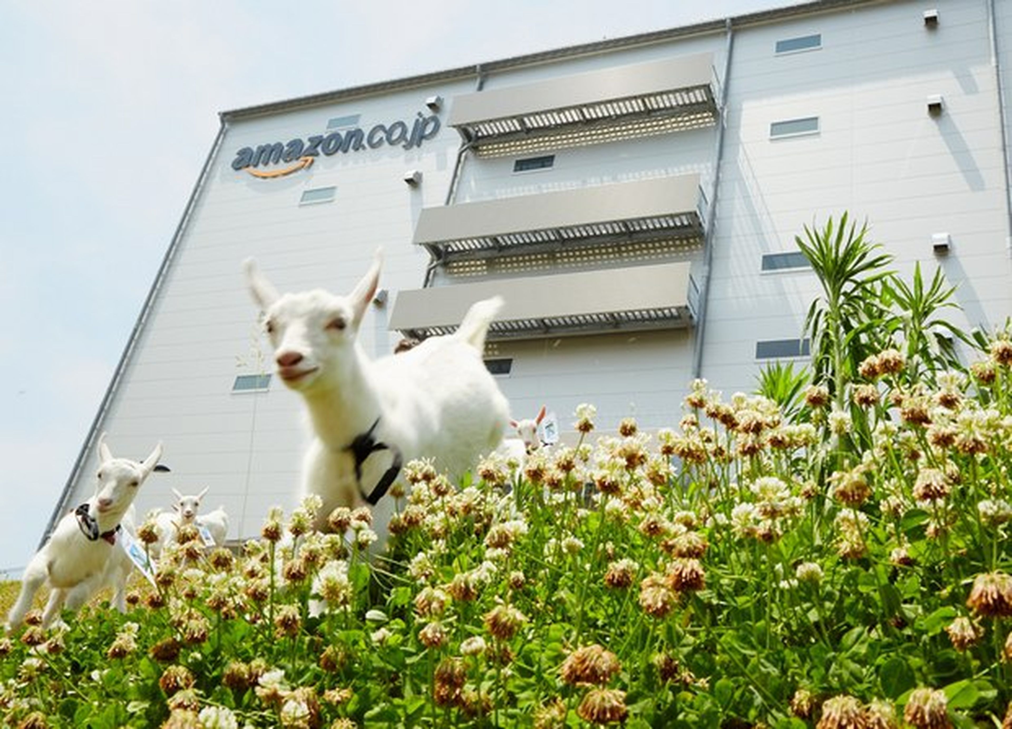 Amazon Japón contrata 40 cabras