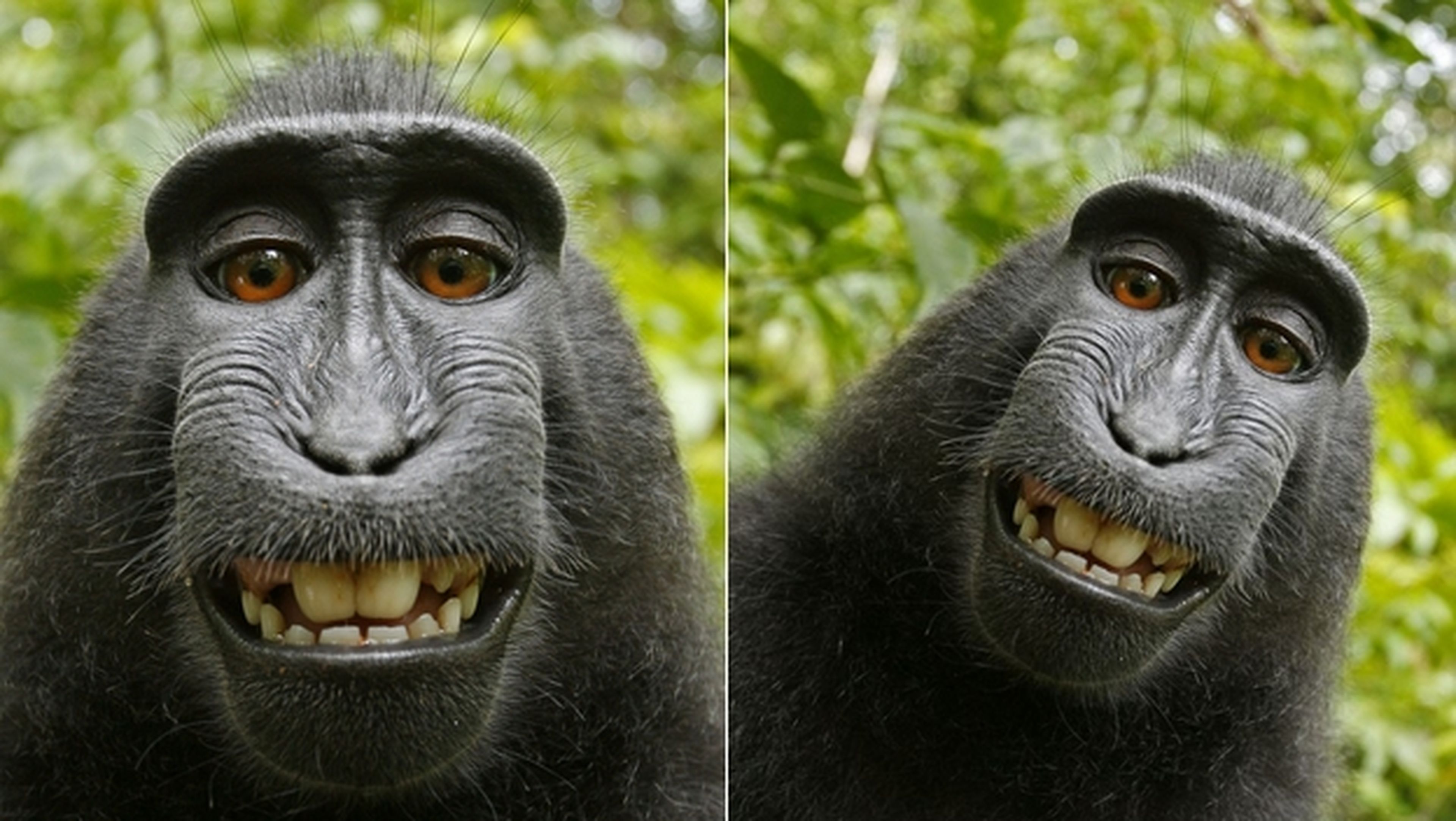 La Wikipedia se niega a borrar un selfie de un macaco porque la foto la hizo el mono, y por tanto es de dominio público.