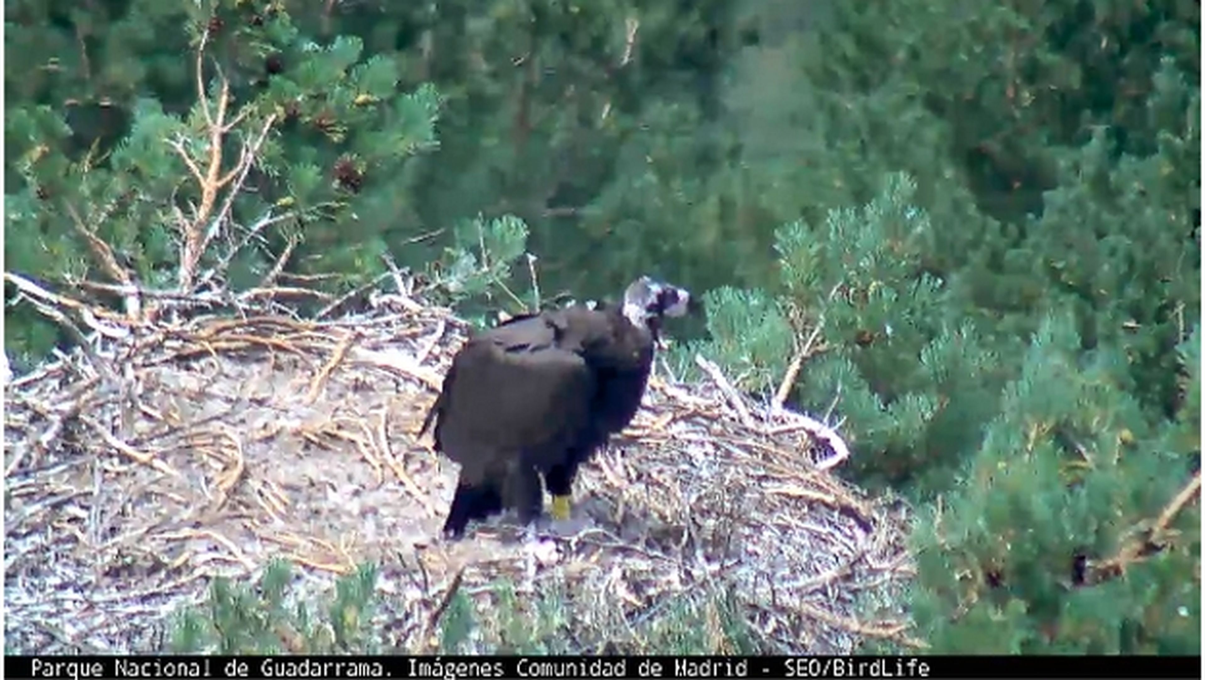 Descubre el birdwatching con la webcam del nido del buitre negro, en Guadarrama
