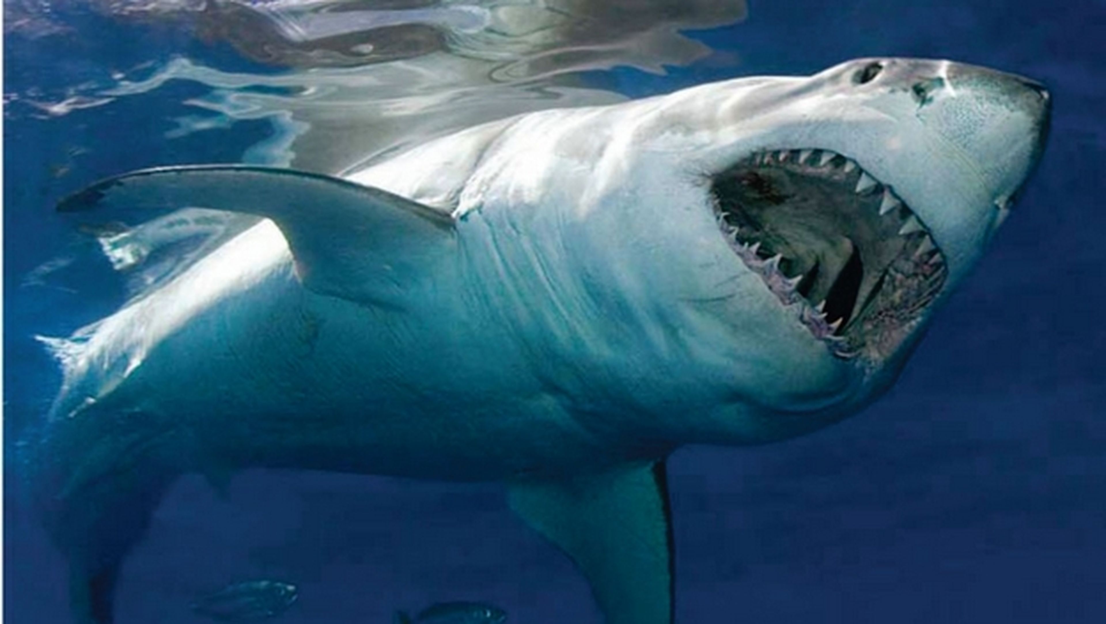 Los cables submarinos de Google, atacados por tiburones. Planea recubrilos con kevlar