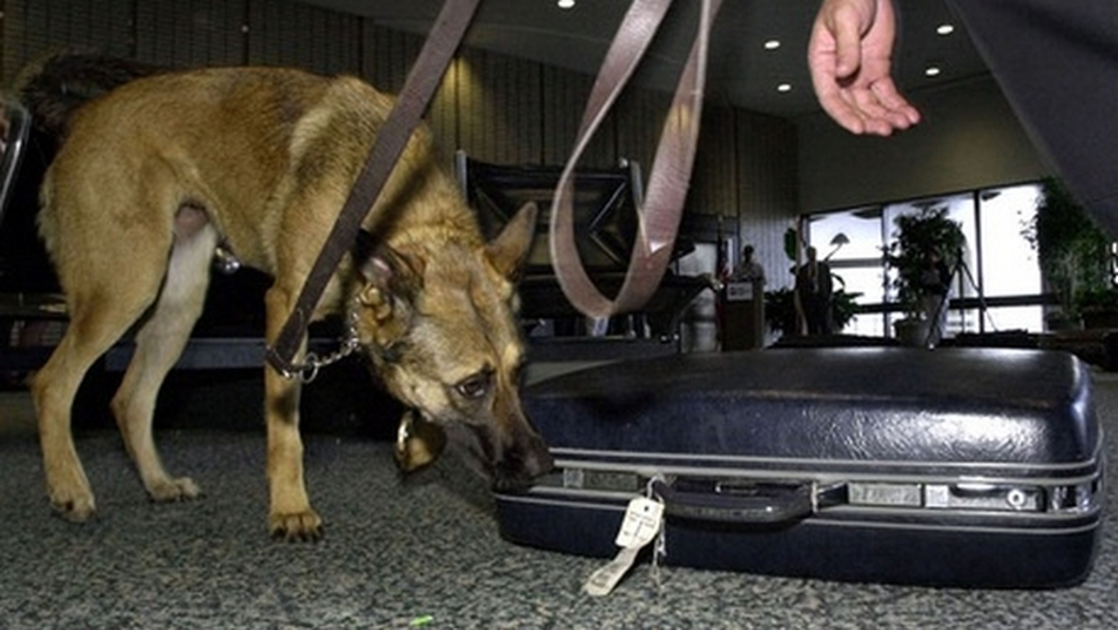La policía de Nueva York entrena perros para detectar memorias USB y tarjetas de memoria ocultas.