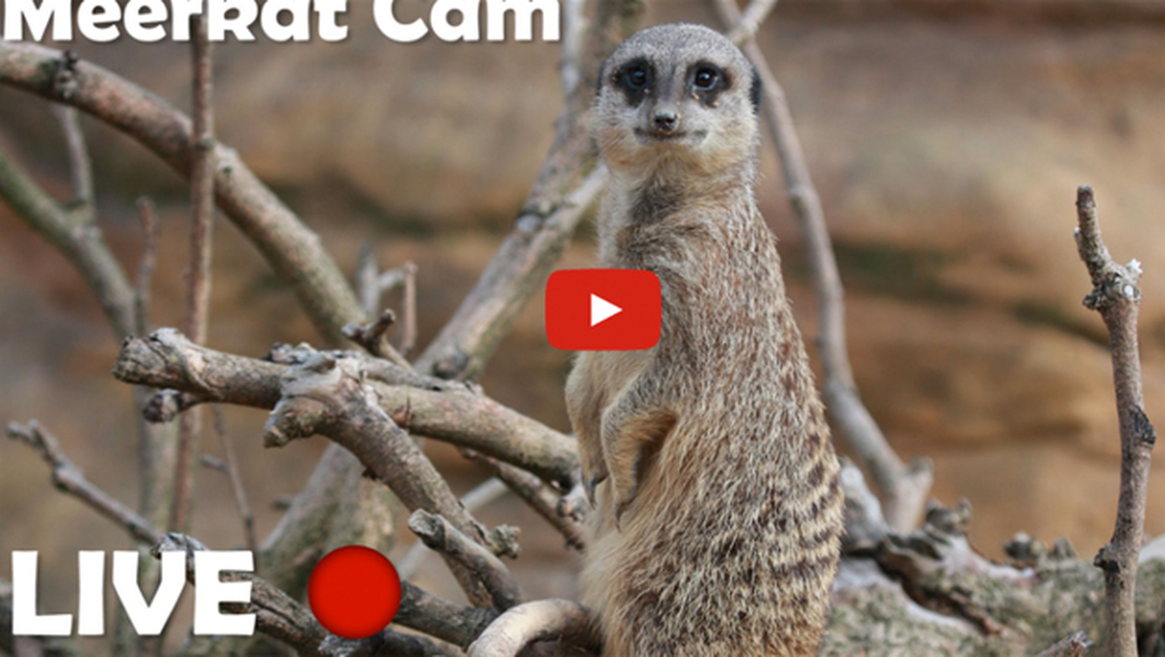 Youtube emite en streaming a los animales del Zoo de Londres