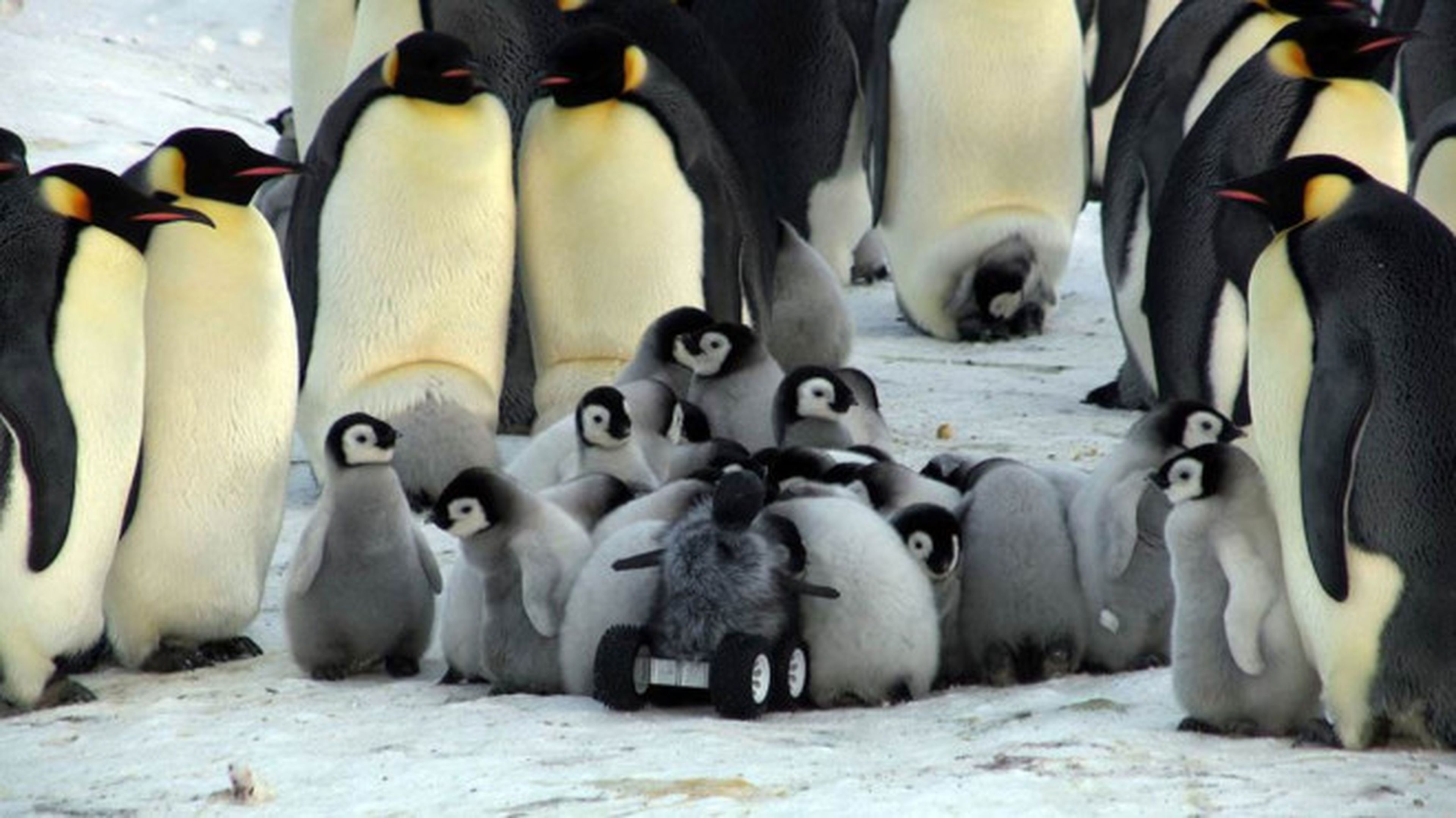 Rover se infiltra en población de pingüinos