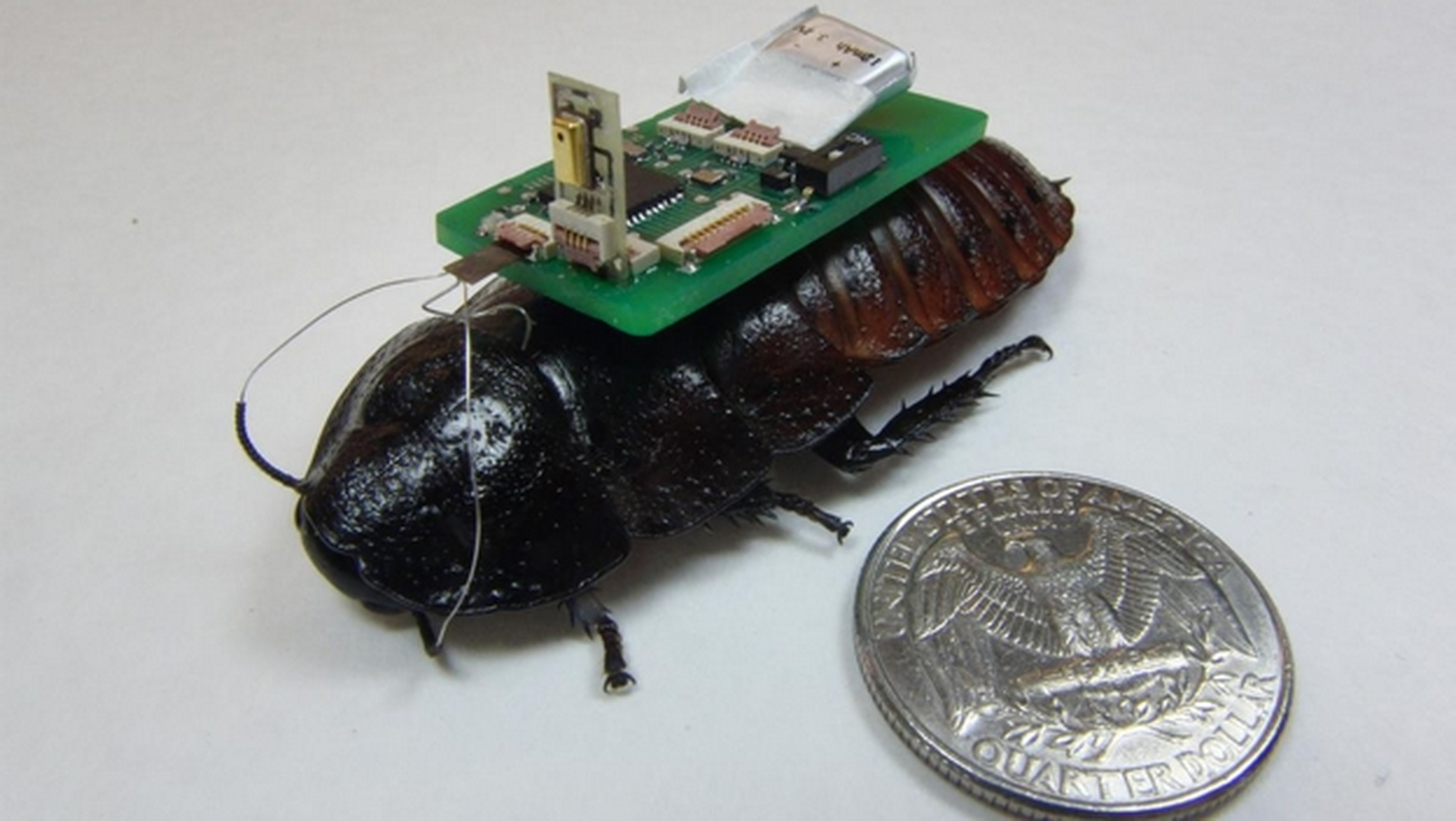 Cucarachas ciborg o biobots equipadas con un chip ayudarán a víctimas de terremotos.