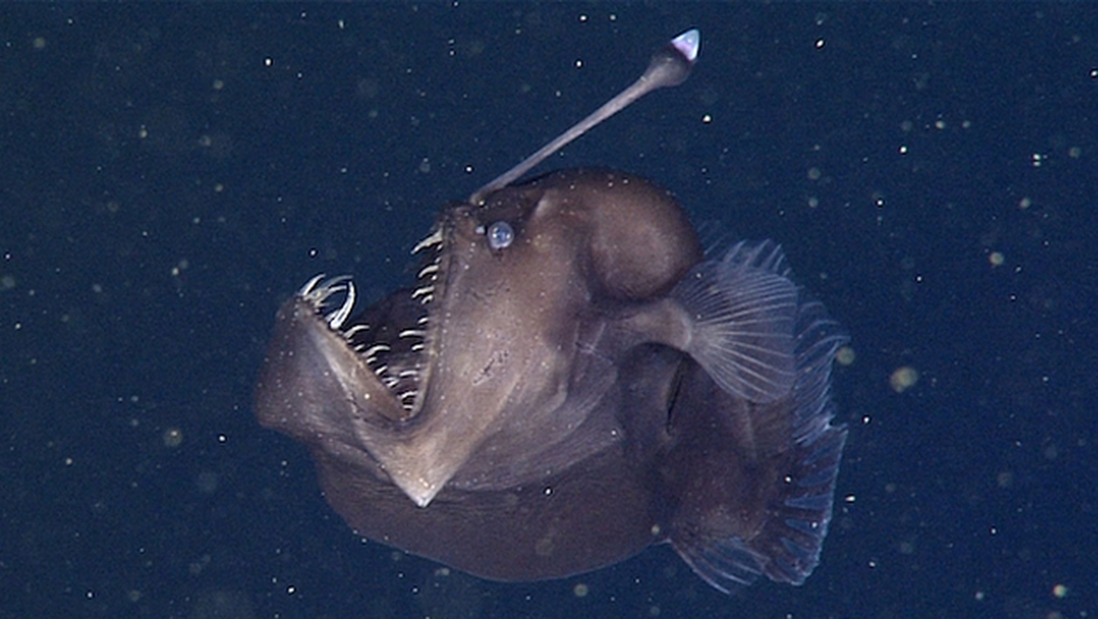 Capturan al terrorífico pez Diablo Negro del Mar o rape de las profundidades (vídeo).