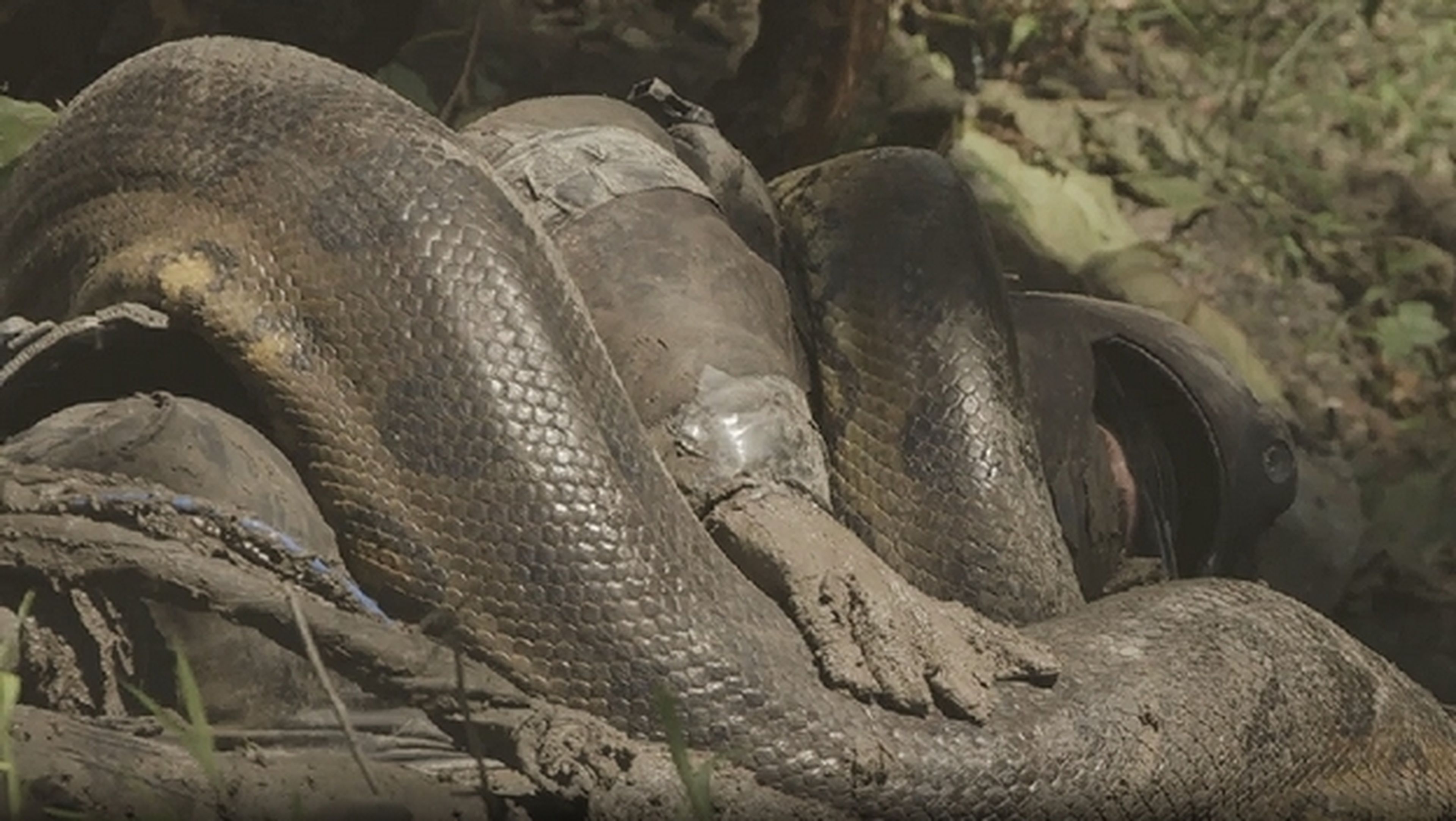 Hombre devorado por una anaconda en el documental Eaten Alive de Discovery Channel. (vídeo)