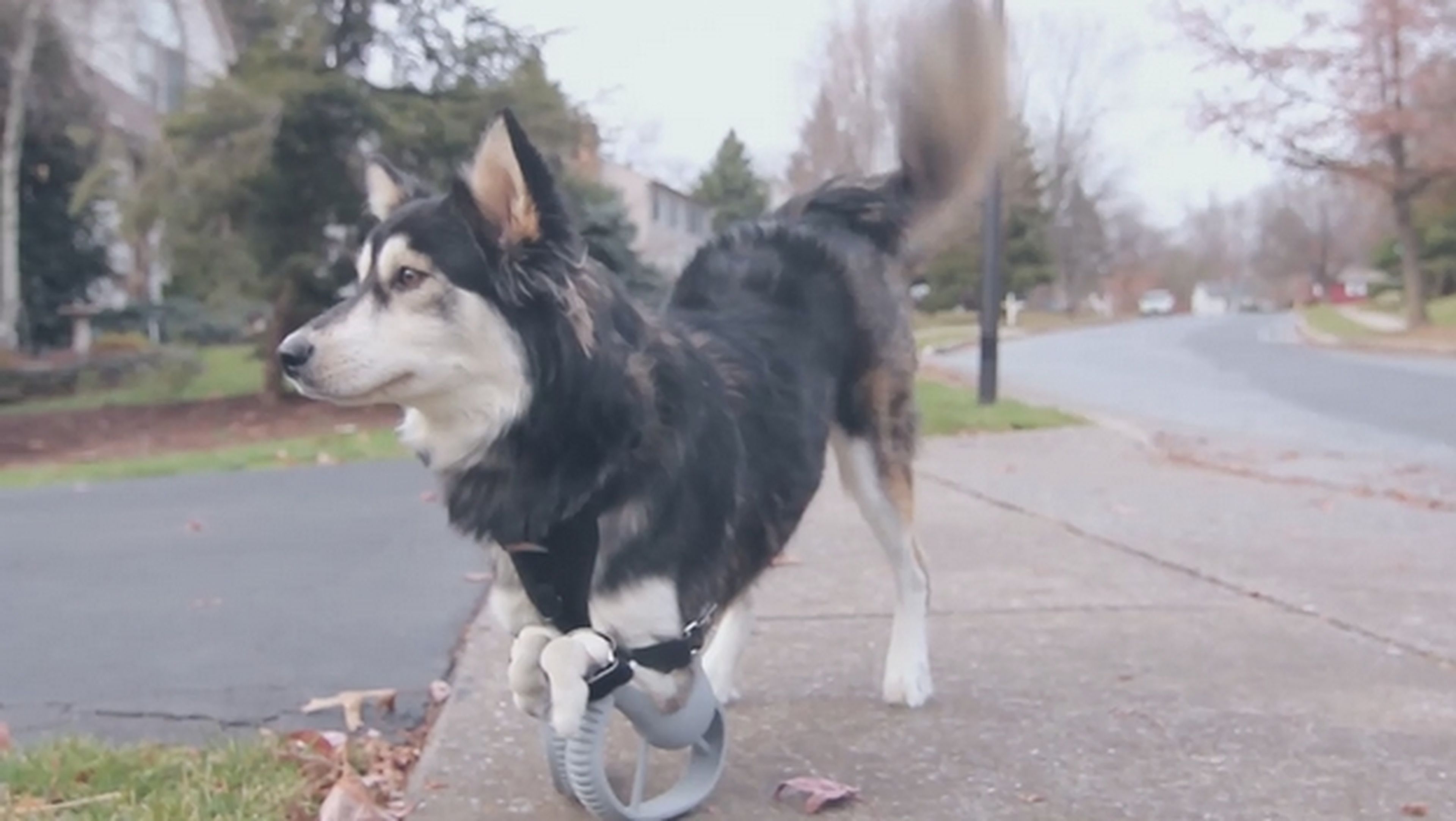 El perro Derby camina por primera vez con una prótesis impresa en 3D con una impresora 3D.