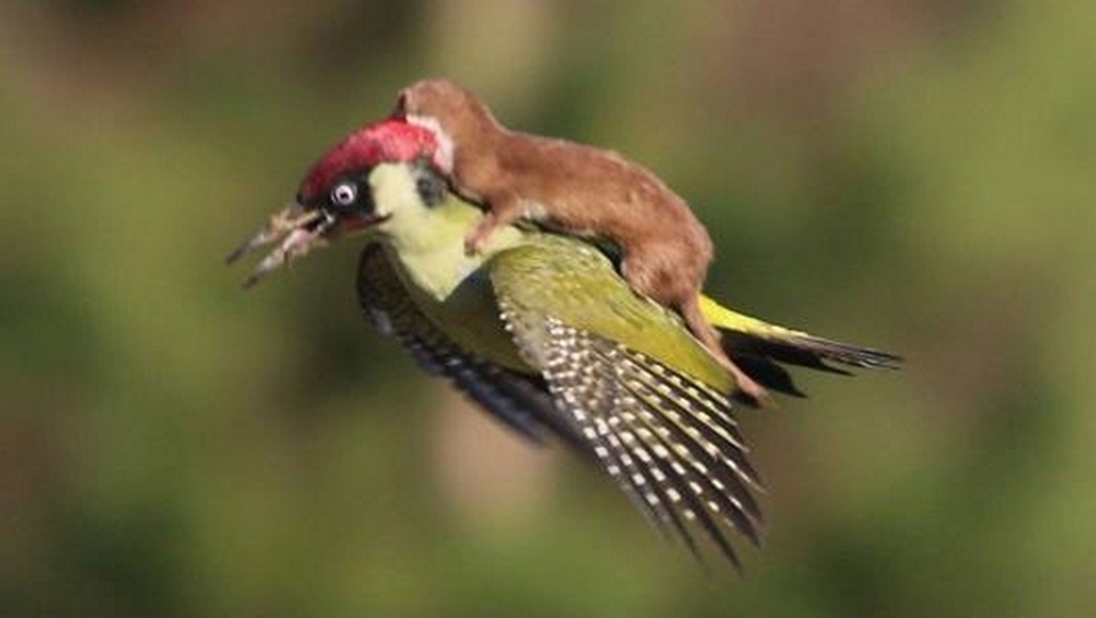 La foto de una comadreja que vuela montada en un pájaro se hace viral. ¿Qué ocurre aquí?