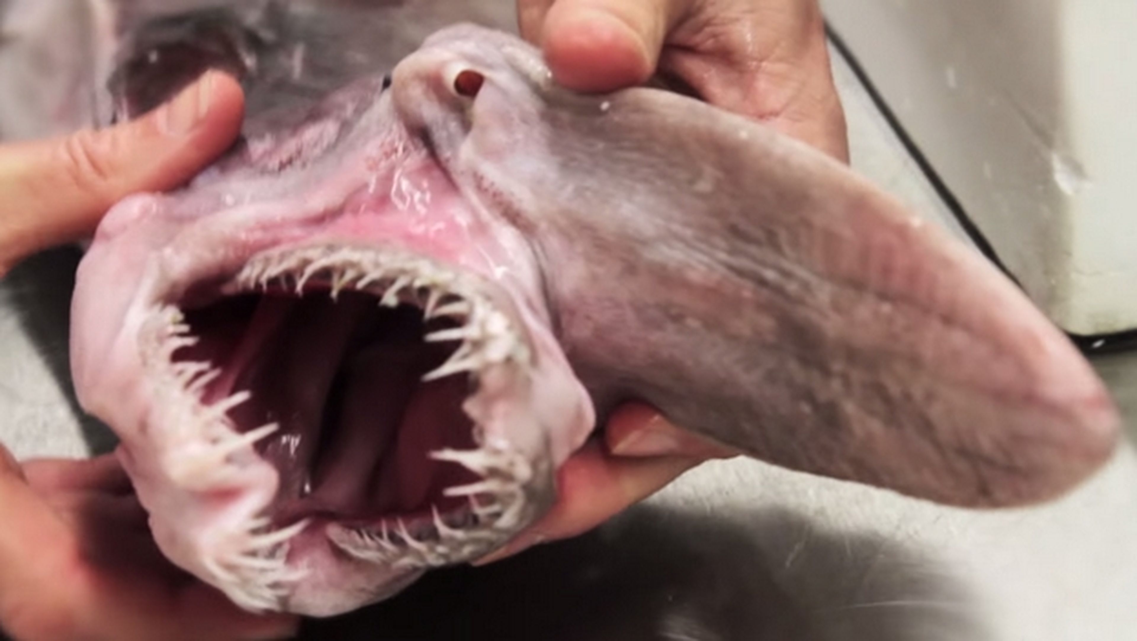 Capturan un raro tiburón goblin en Australia (vídeo).