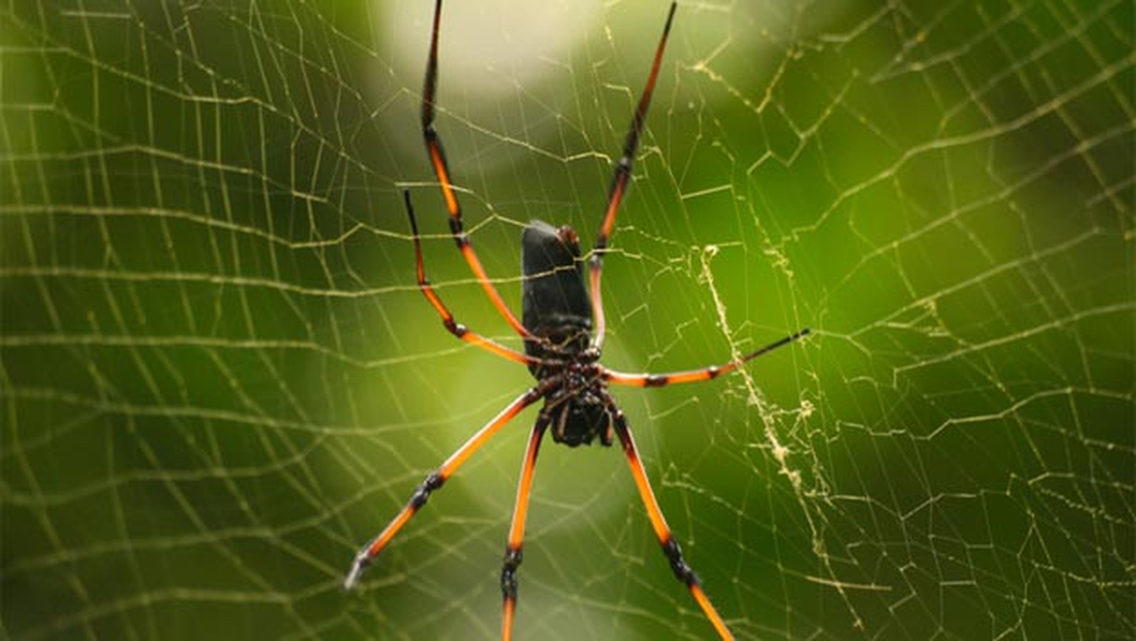 científicos multiplican grosor seda araña
