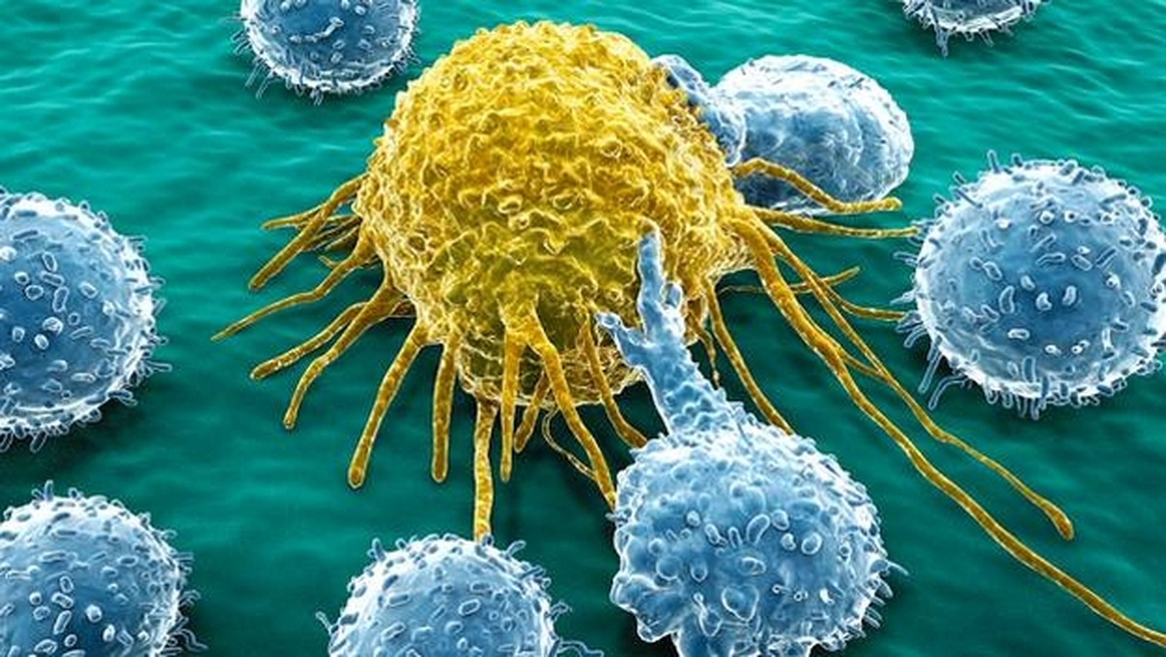 La cura del cáncer, más cerca: investigadores convierten células cancerígenas en glóbulos blancos inofensivos, que se transforman en macrófagos.