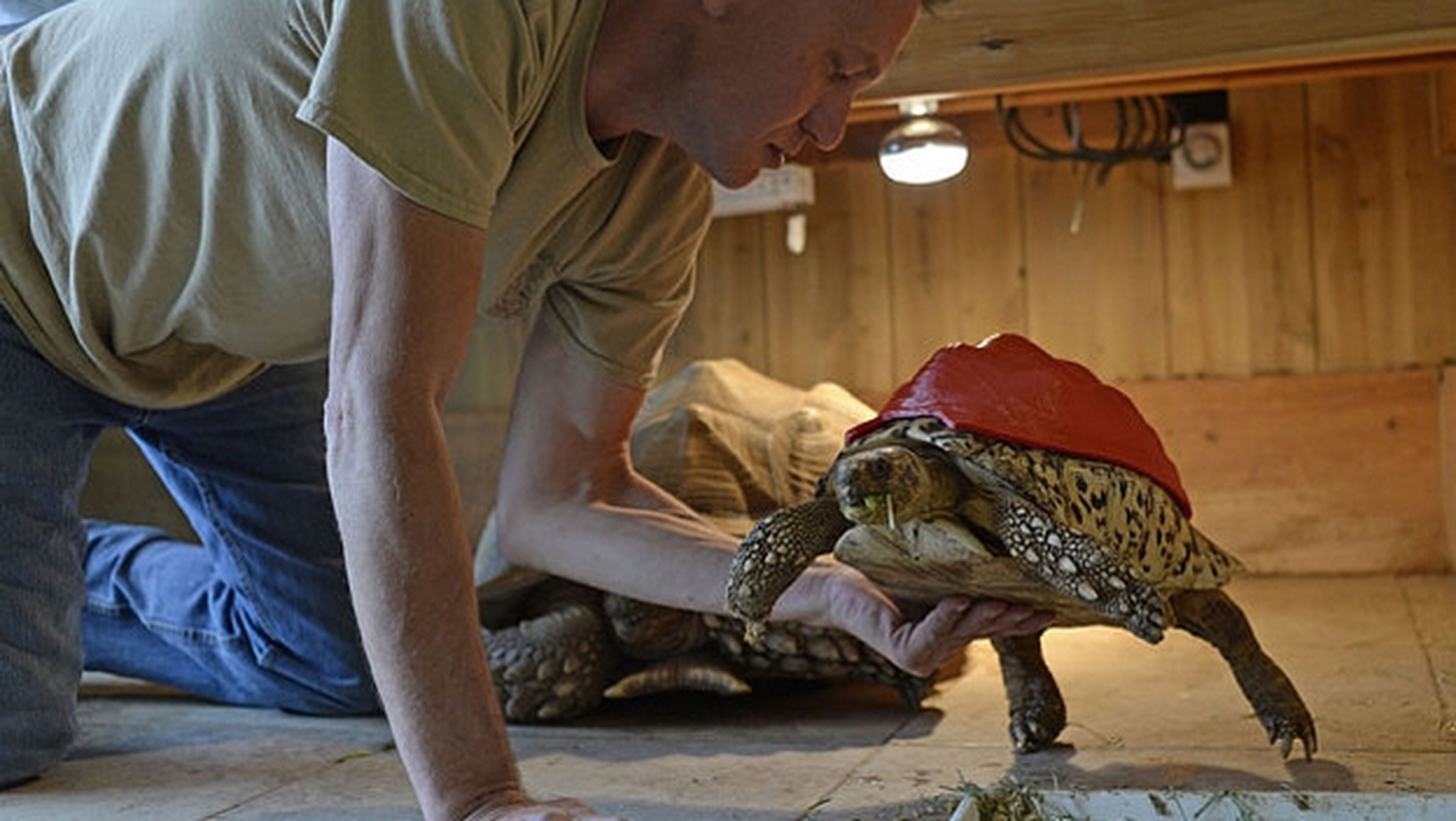 Reparan la concha de una tortuga leopardo con impresora 3D.