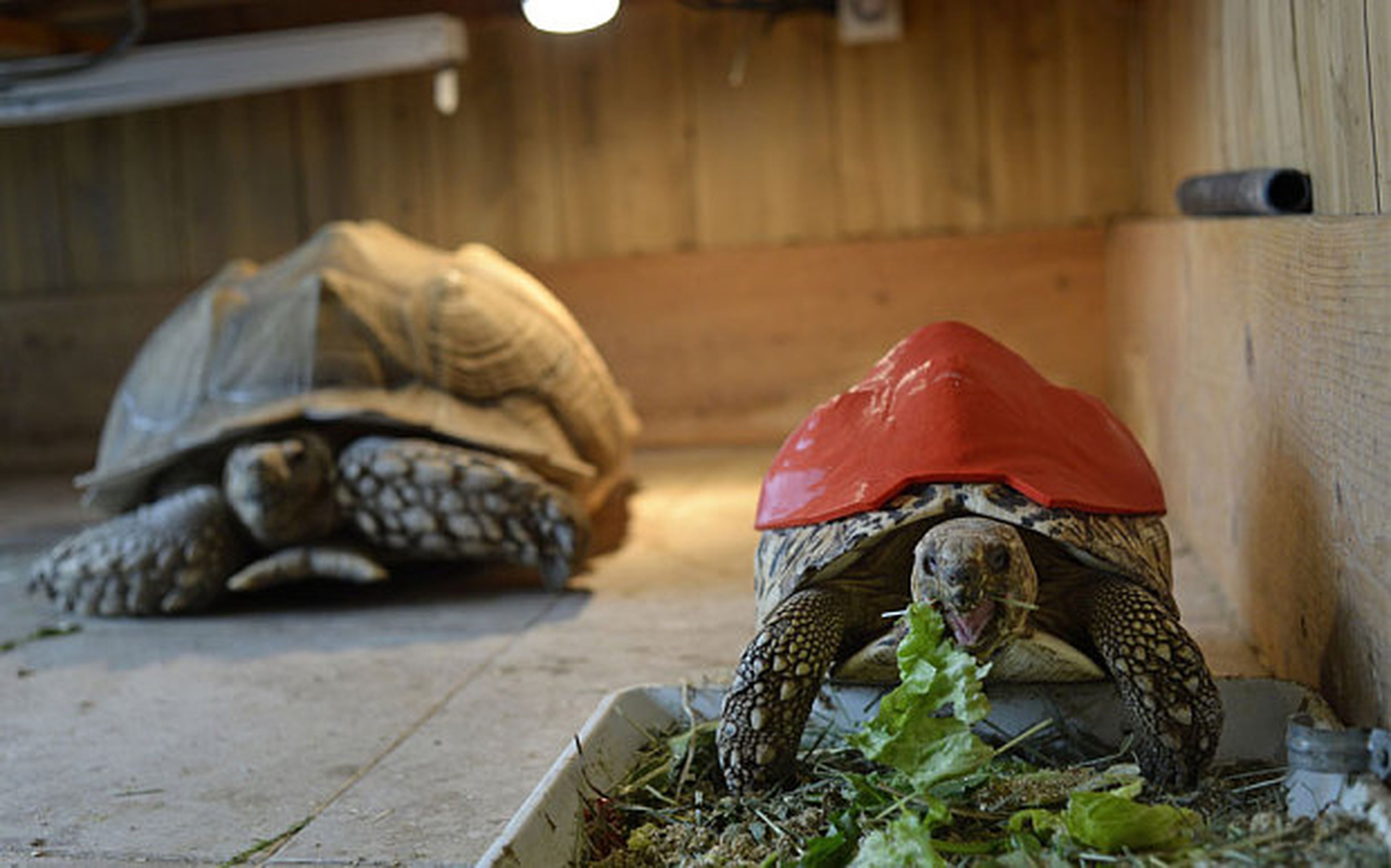 Concha de tortuga con impresora 3D