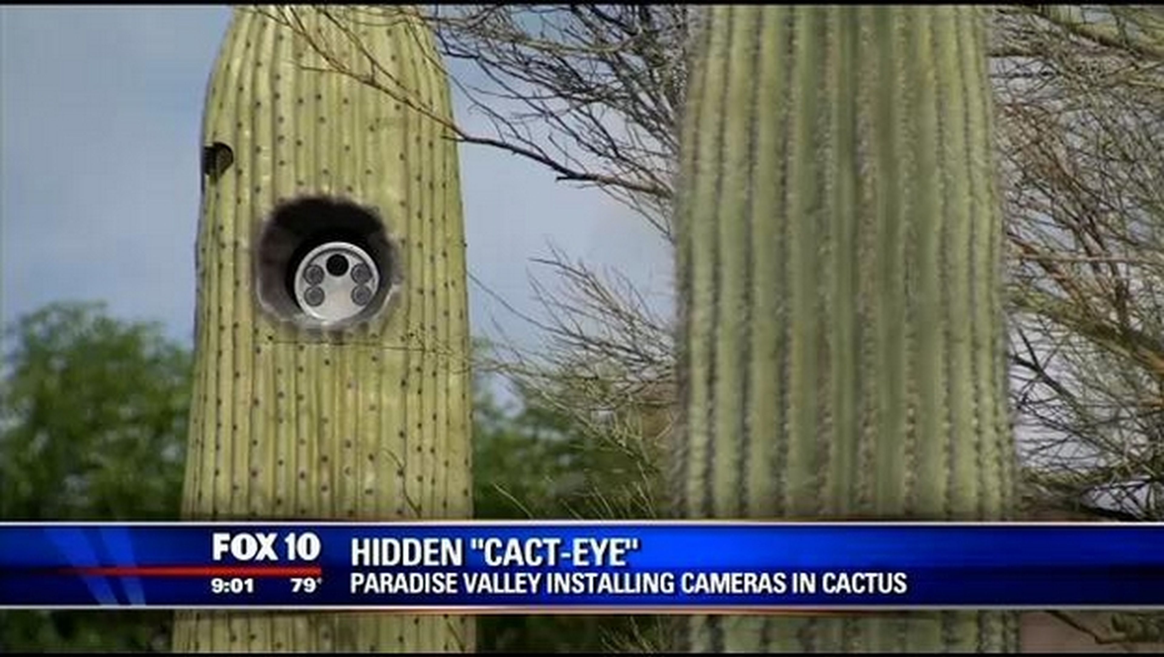 Llegan las Cactus cam, cámaras de tráfico escondidas en cactus.