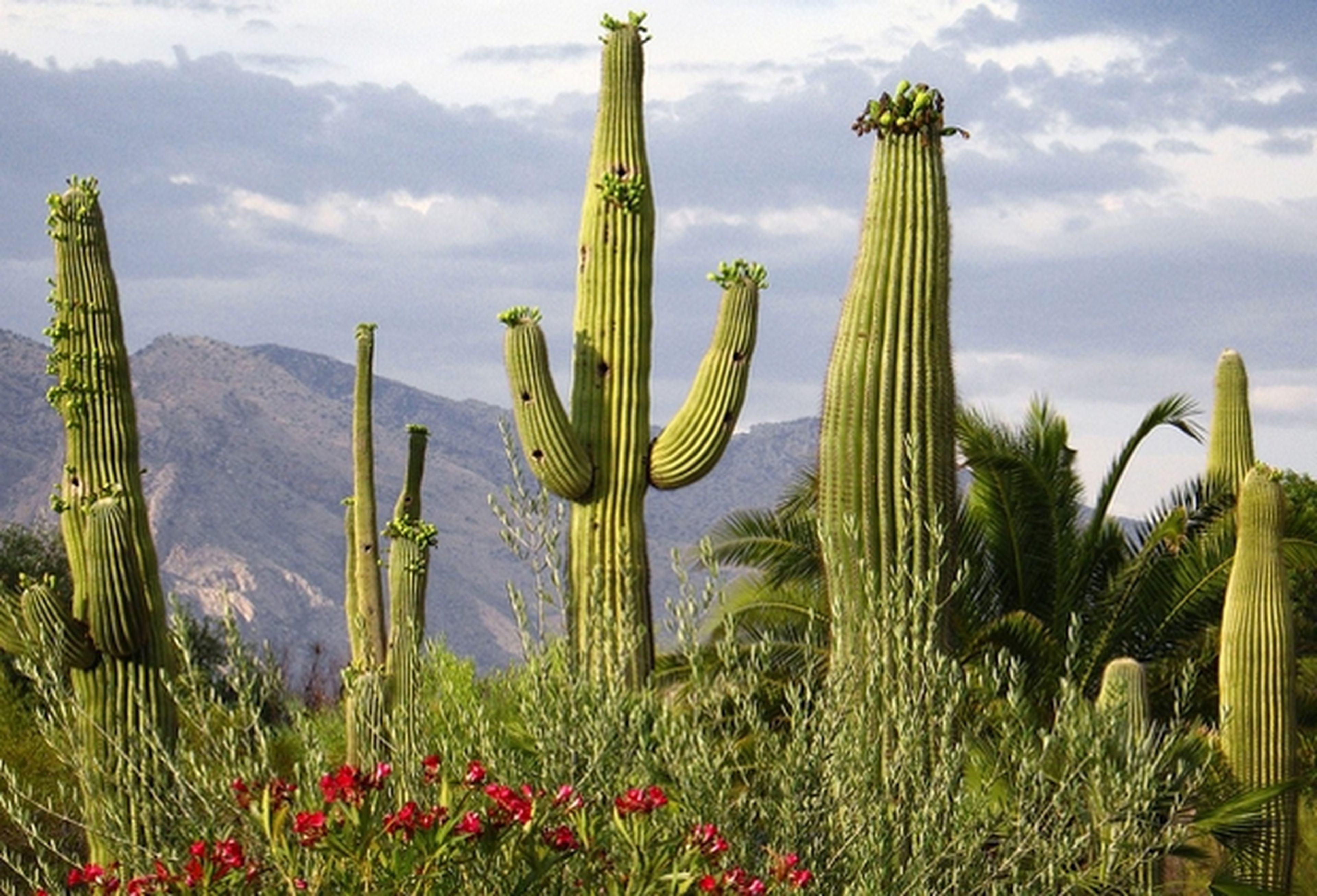 Cámaras de tráfico en cactus