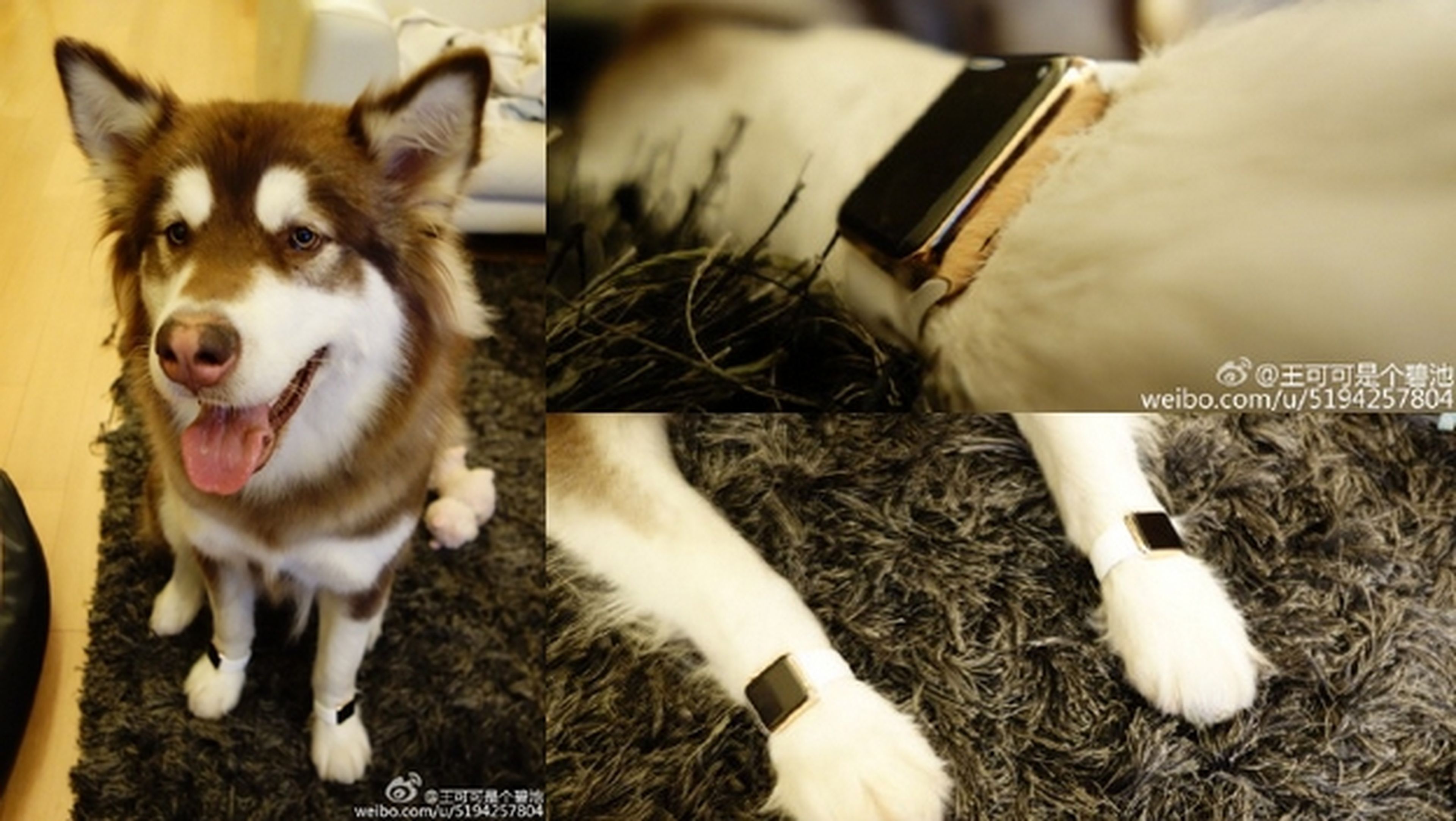 Un millonario chino le compra a su perro dos Apple Watch Edition de oro, valorados en 36.000€.