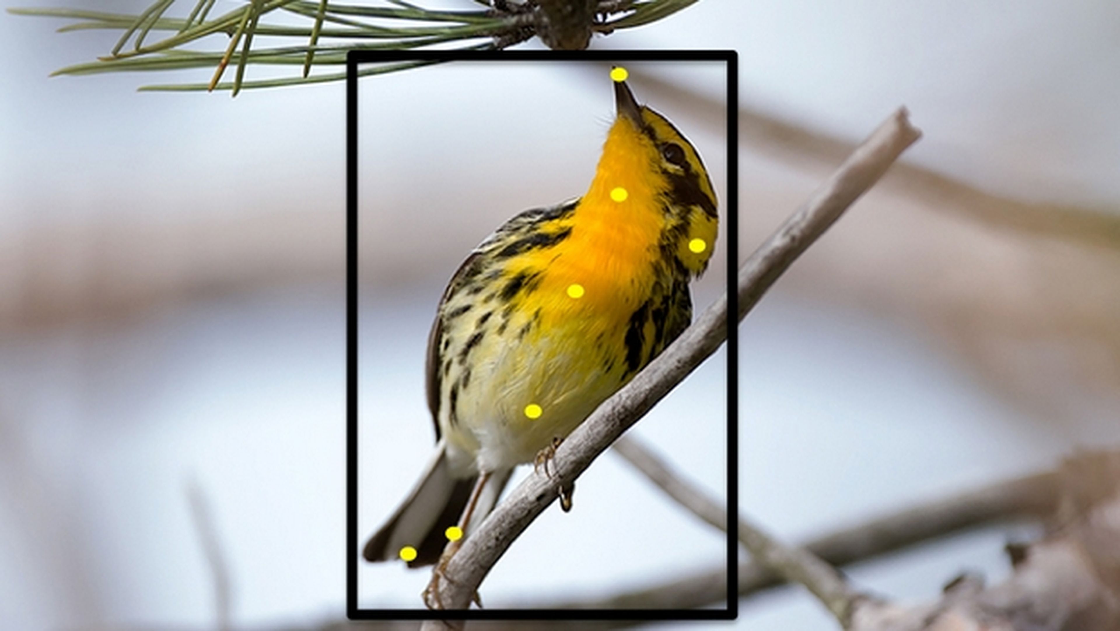 Merlin Bird Photo ID identifica los pájaros que hay en tus fotos.