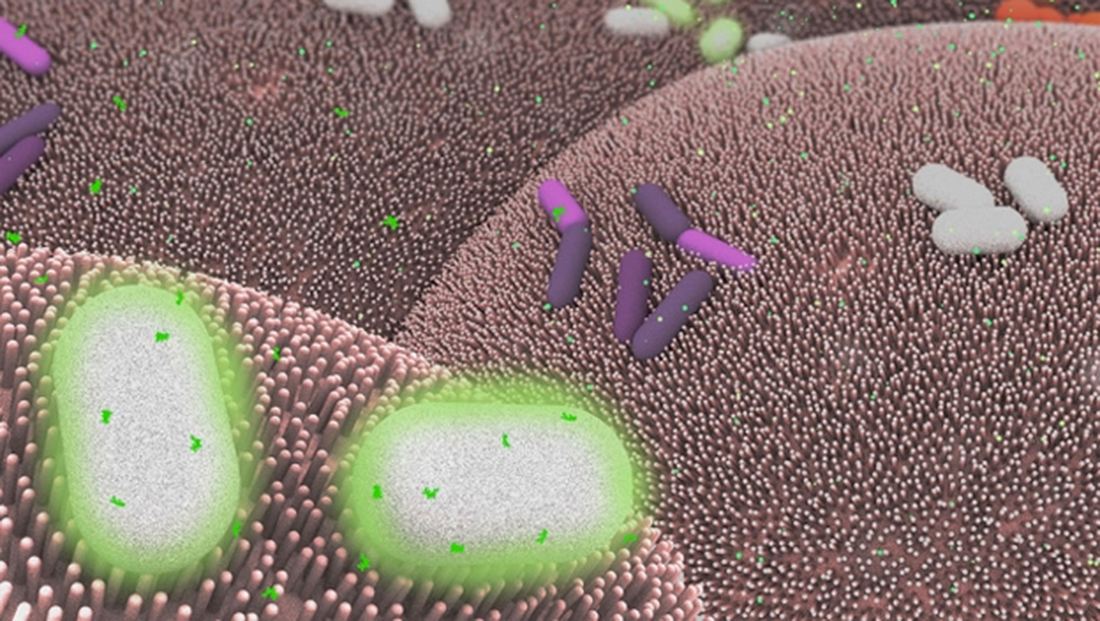 Programan una bacteria alterada genéticamente capaz de detectar enfermedades