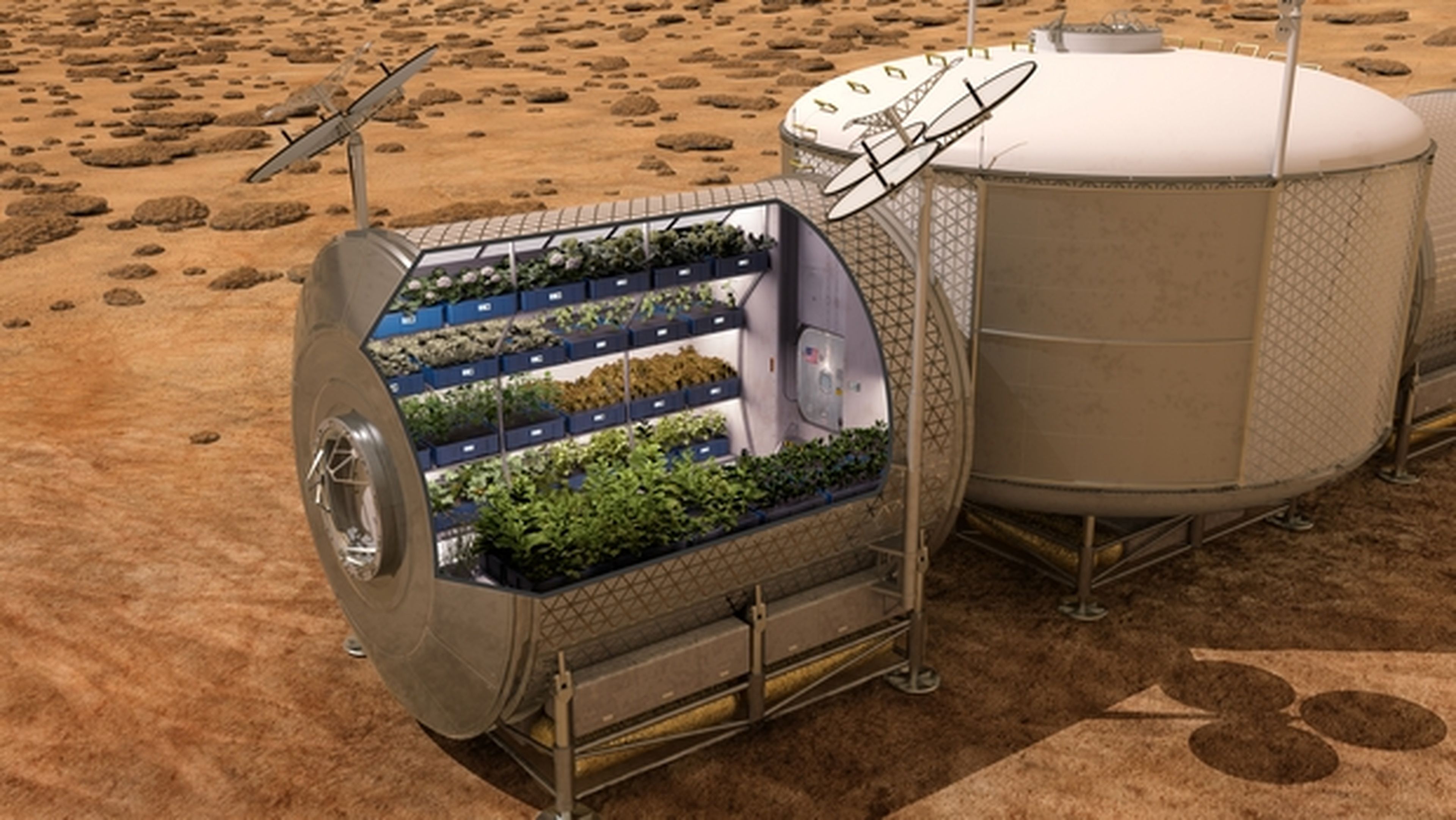 Primera lechuga de la NASA cultivada en el espacio