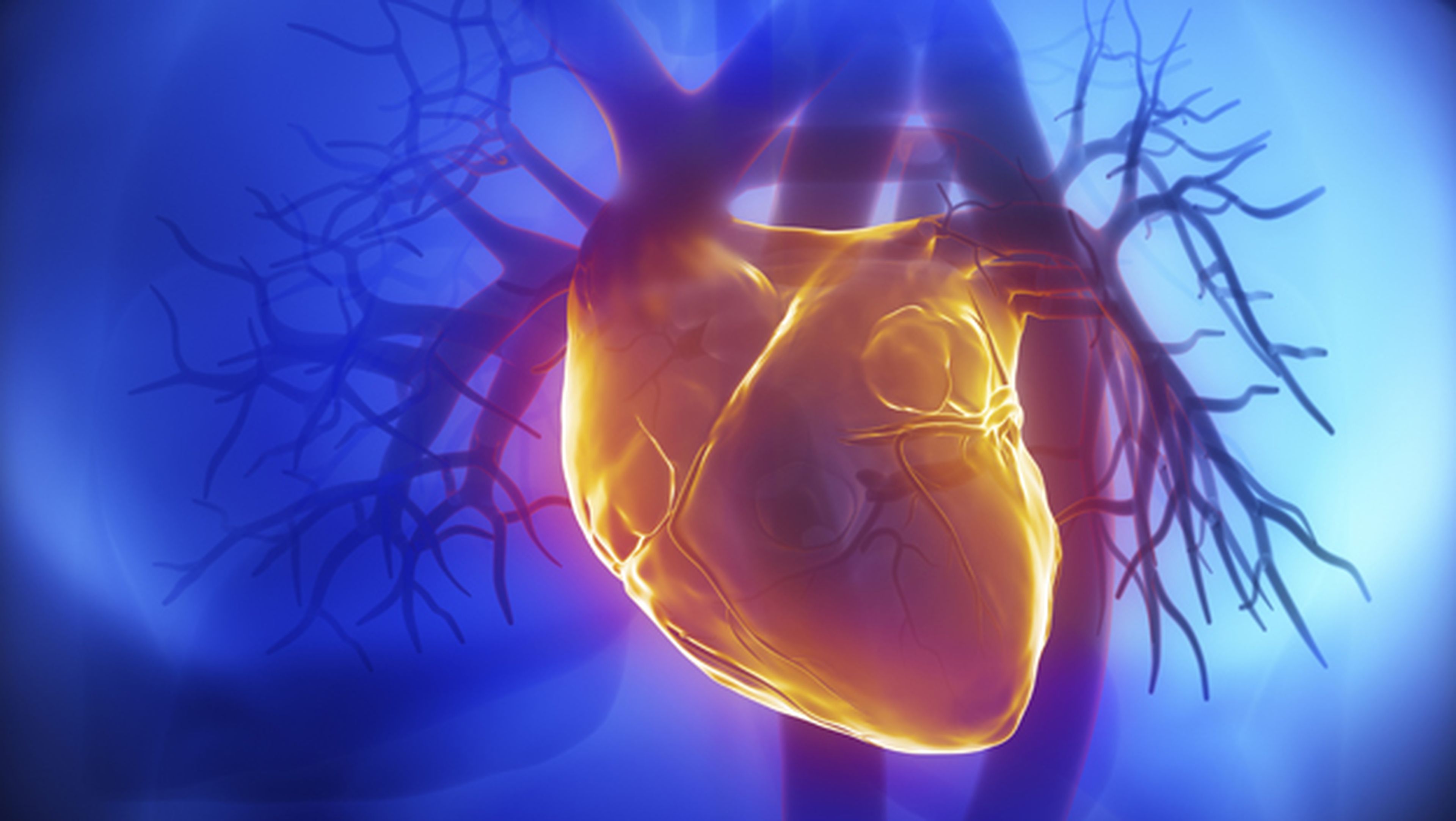 Descubren cómo regenerar el corazón después de un infarto