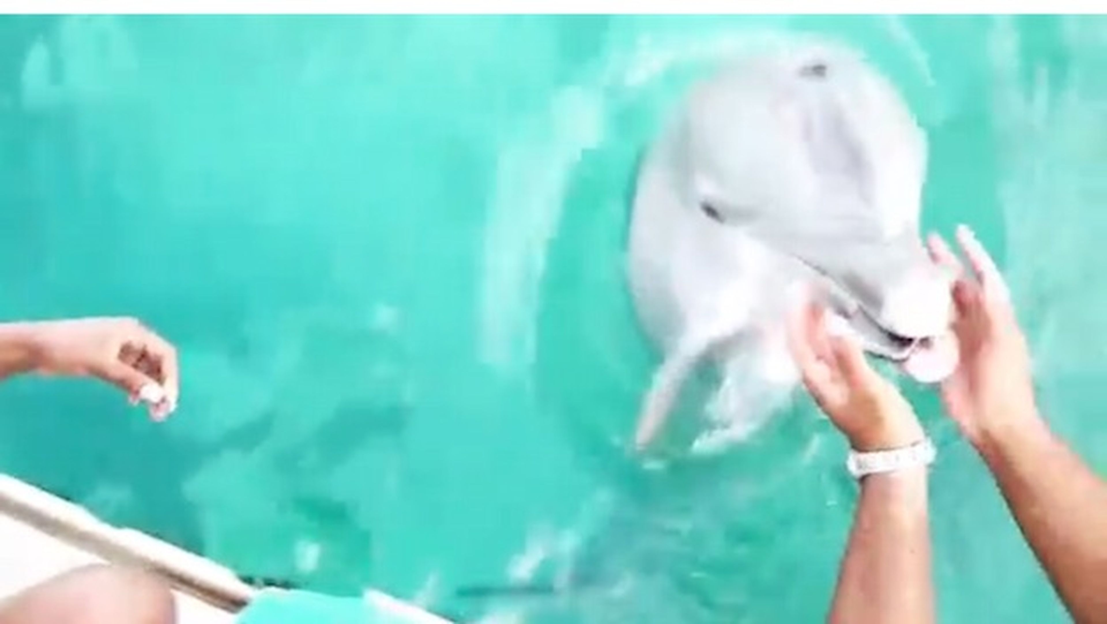 Un iPhone se cae al mar y un delfín se lo devuelve a su dueña