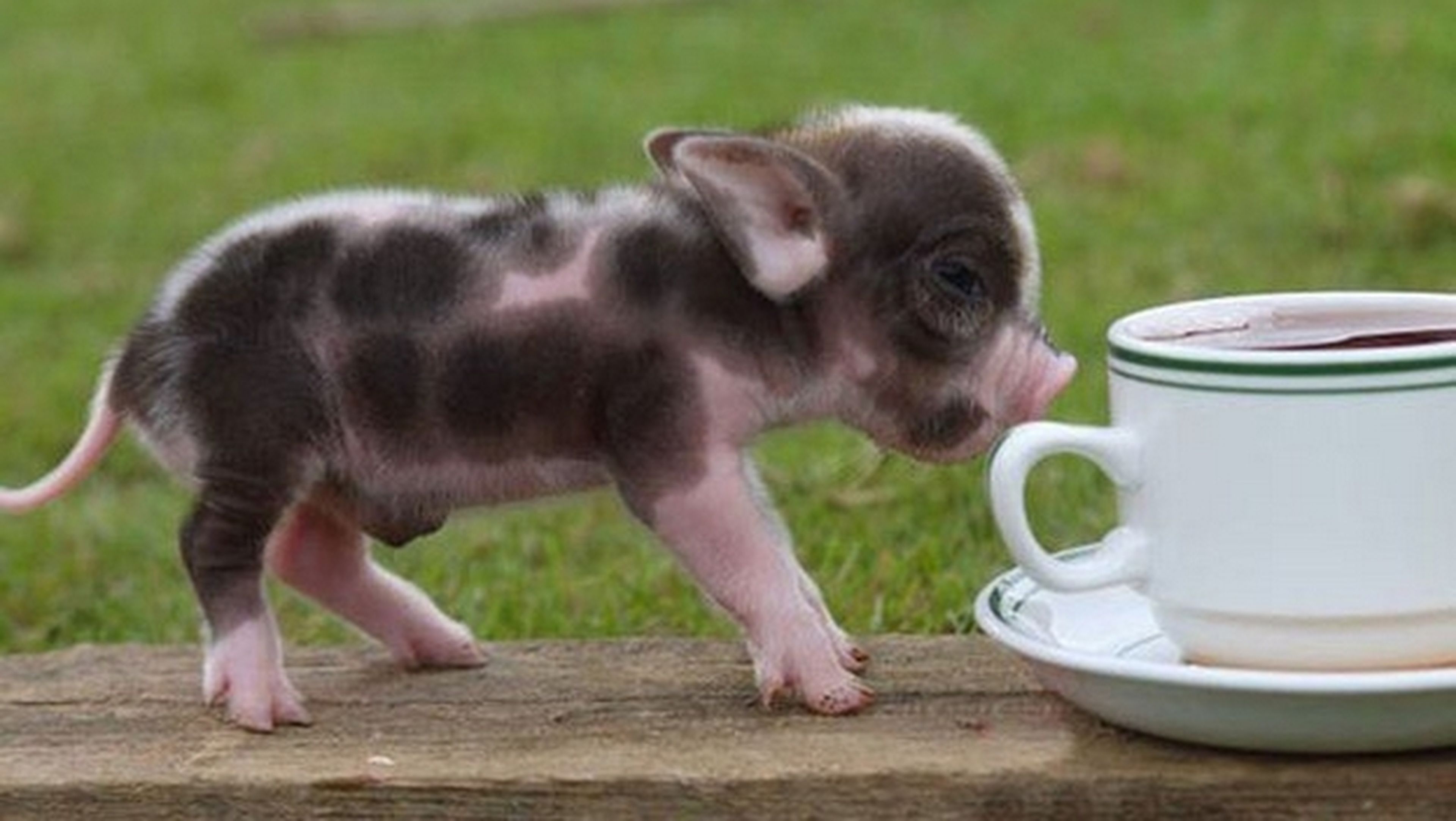 BGI venderá como mascotas micro cerdos creados genéticamente