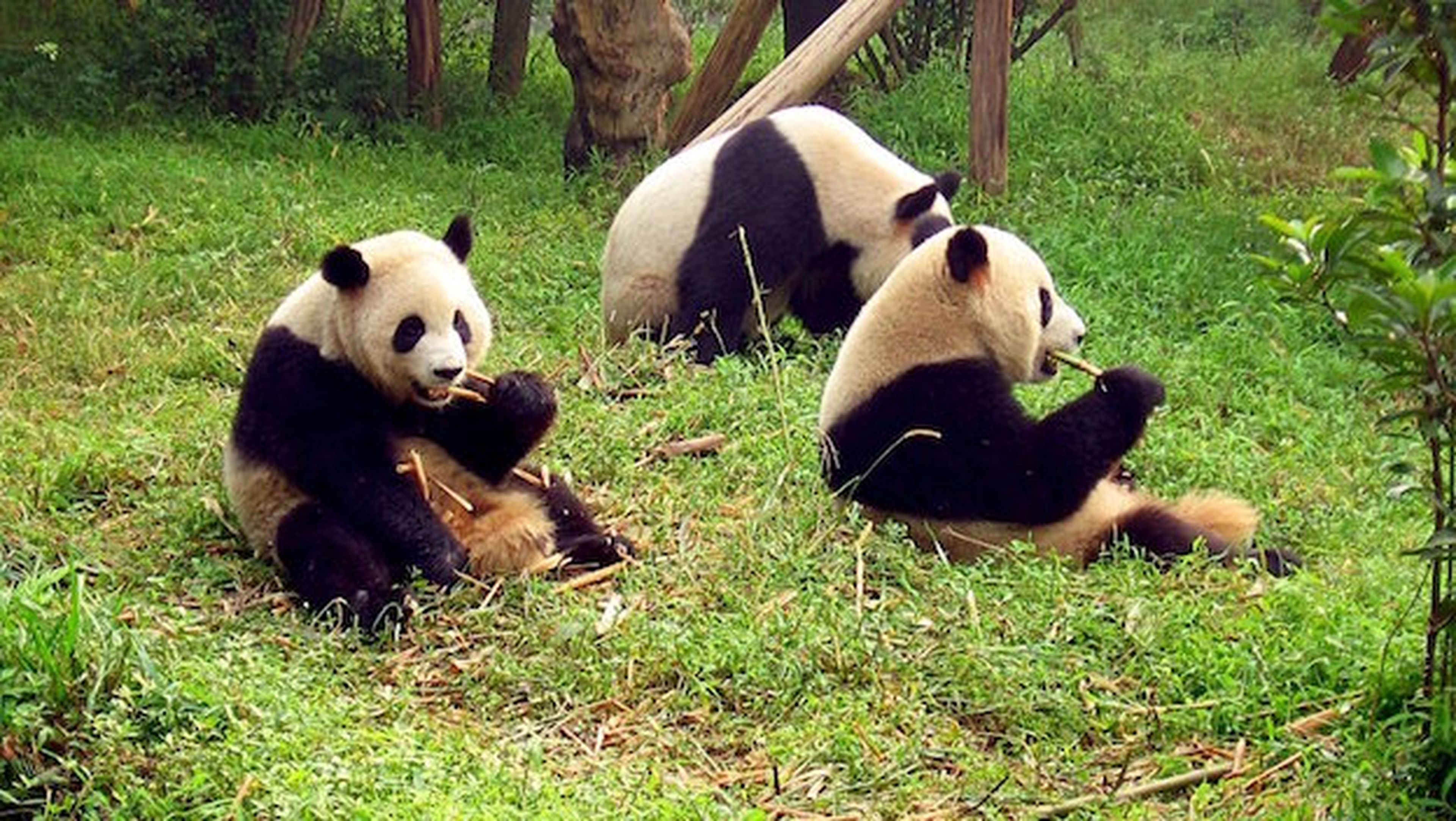 Científicos chinos descifran el lenguaje de los osos panda