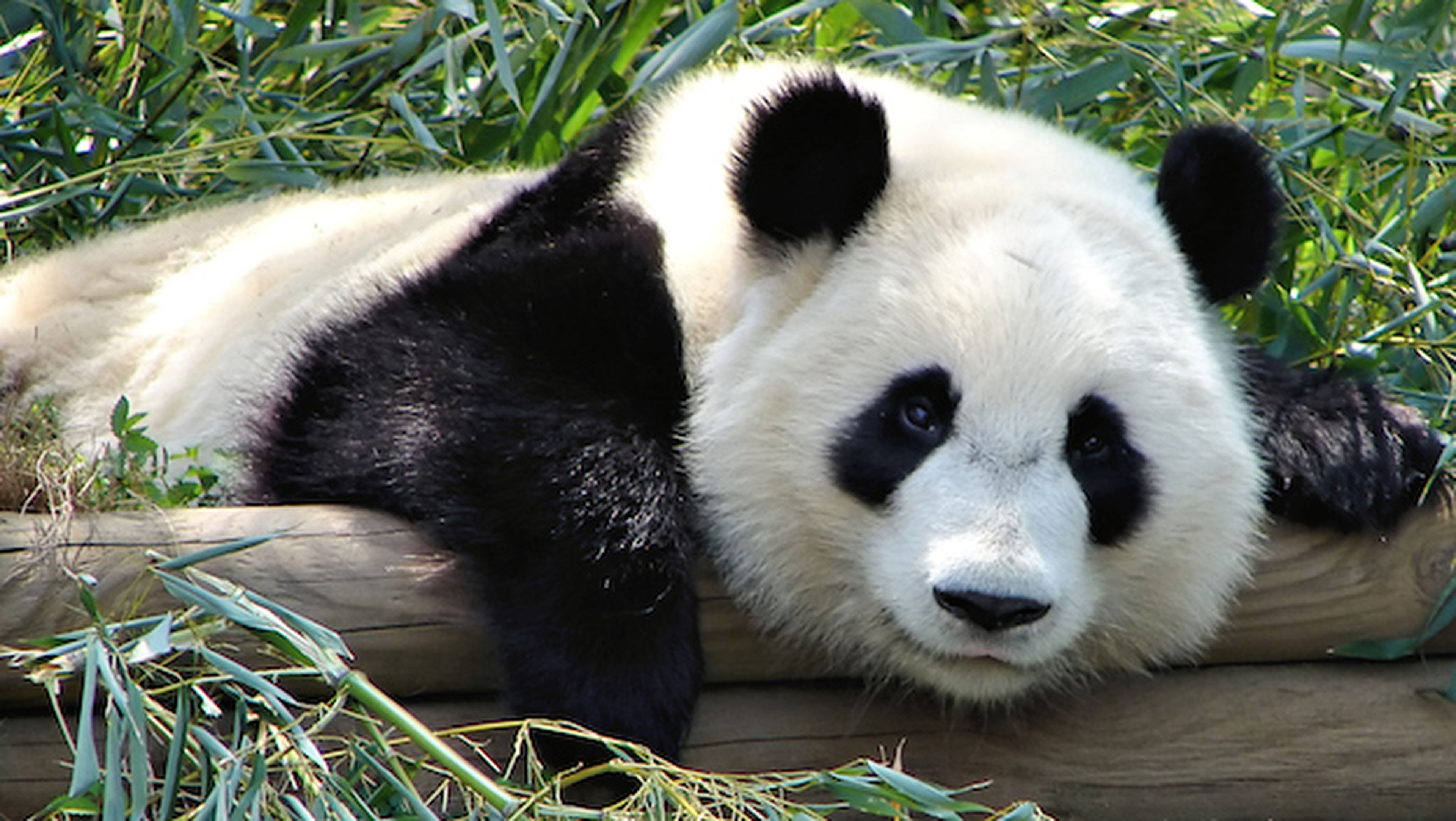 Científicos chinos descifran el lenguaje de los osos panda