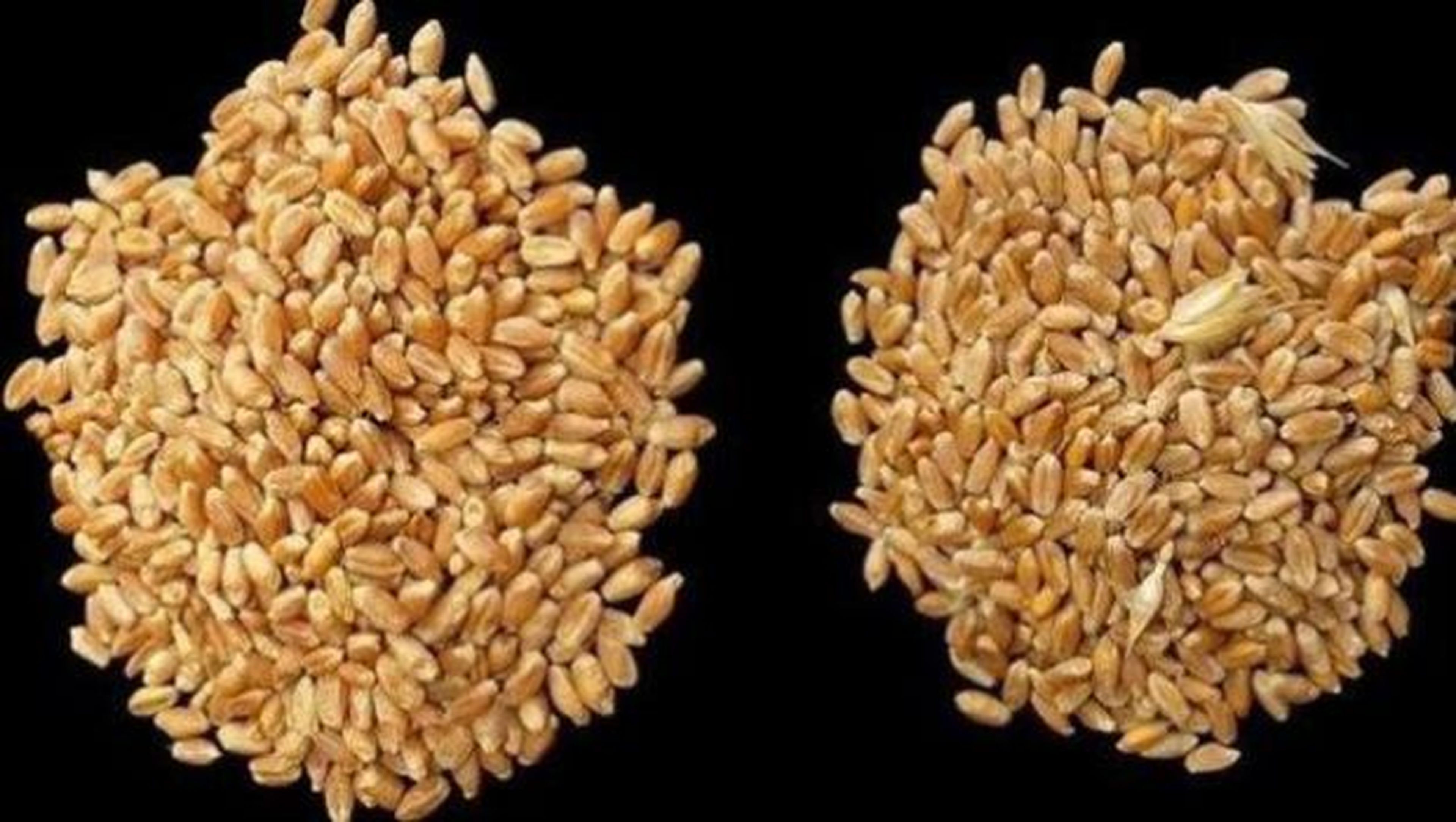 España dice no al trigo sin gluten y se olvida de los celiacos