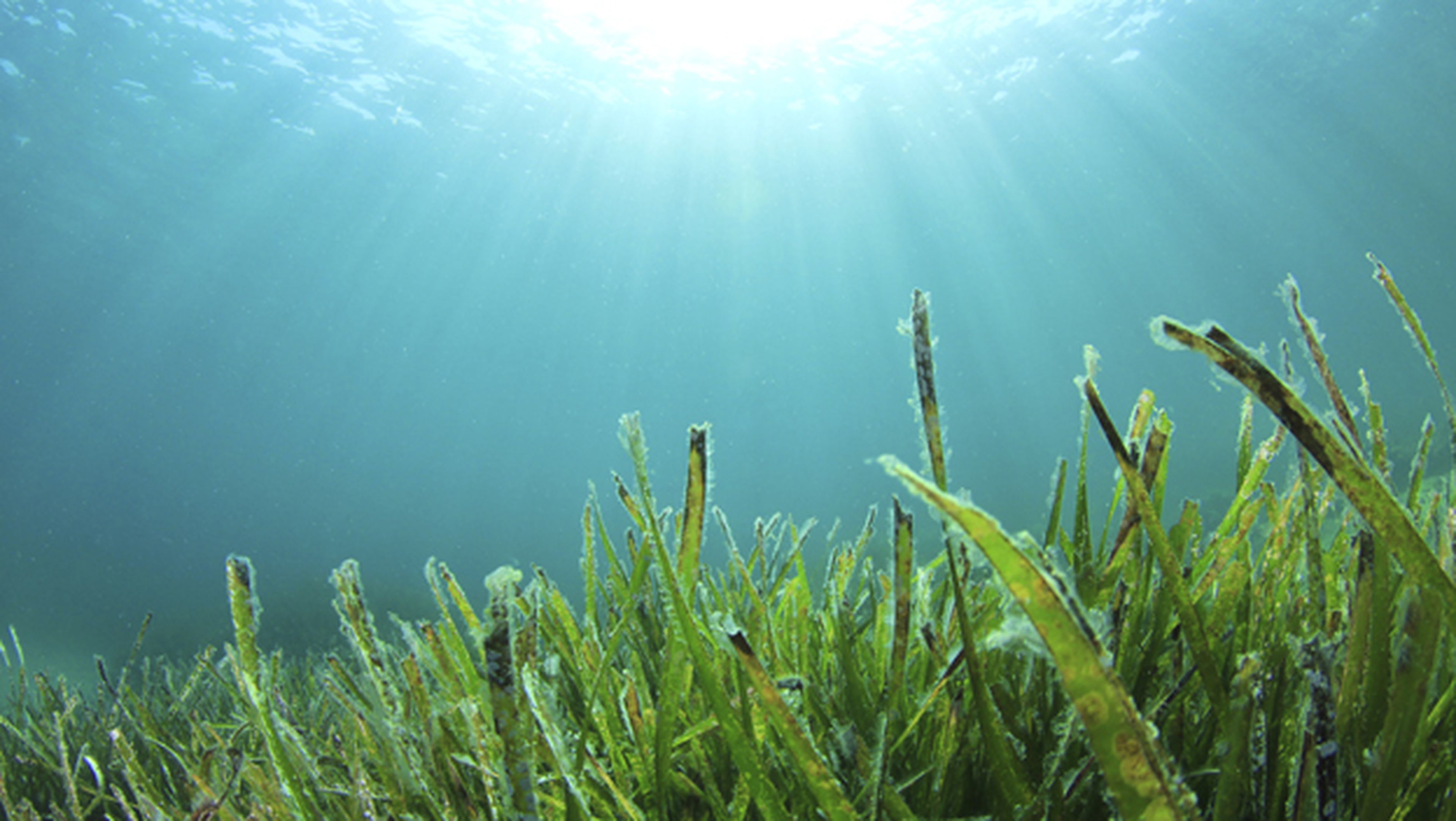 Unas algas destruyen el 90% de las células cancerosas