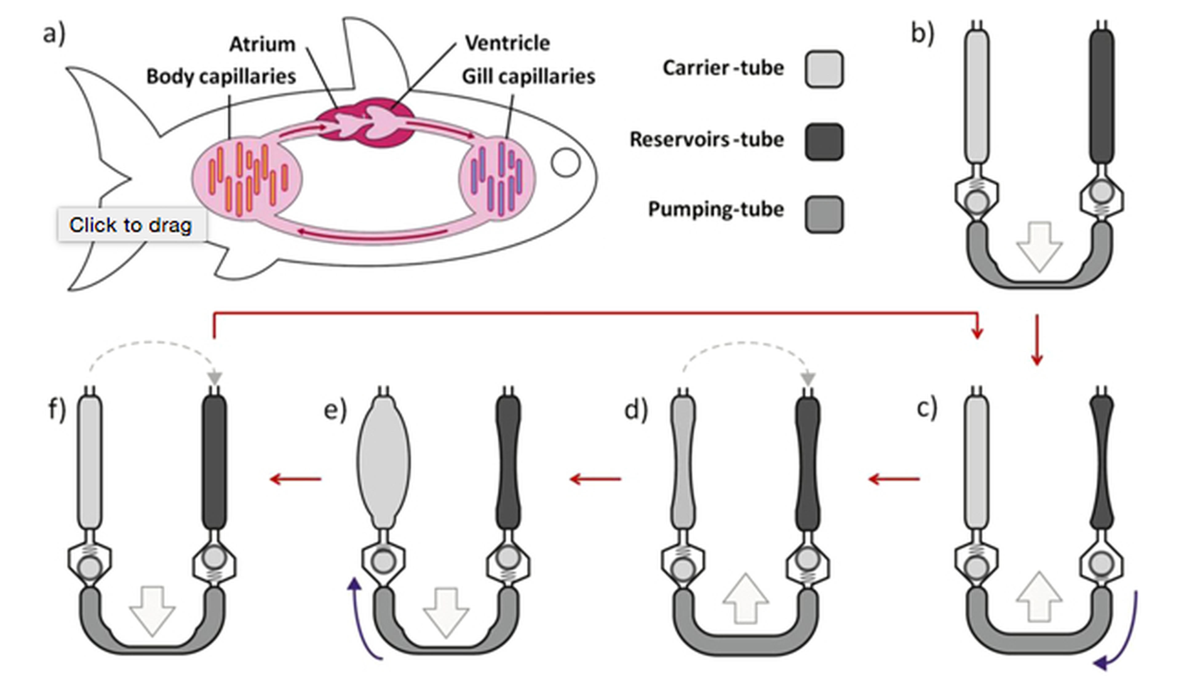 Mecanismo similar al sistema circulatorio del pez