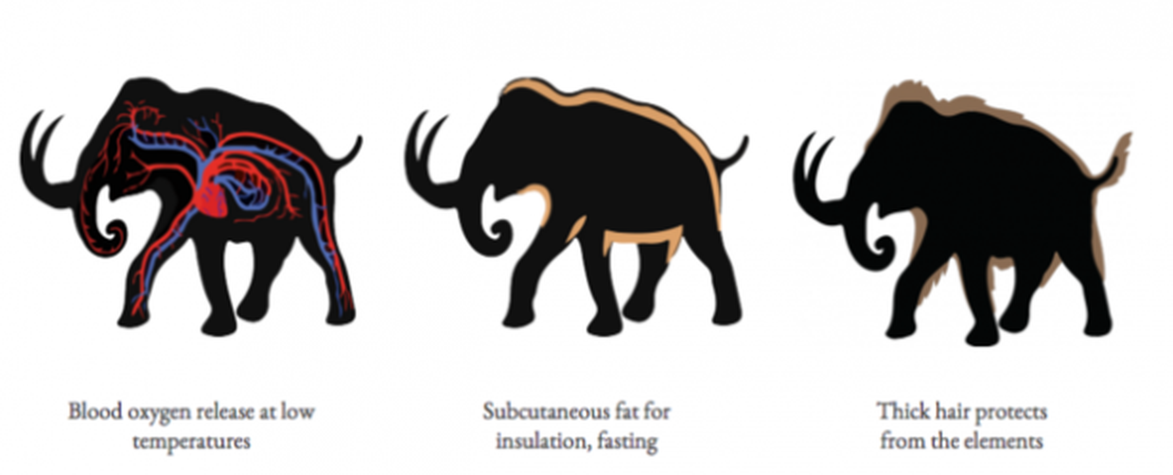 evolución del elefante asiático a mamut