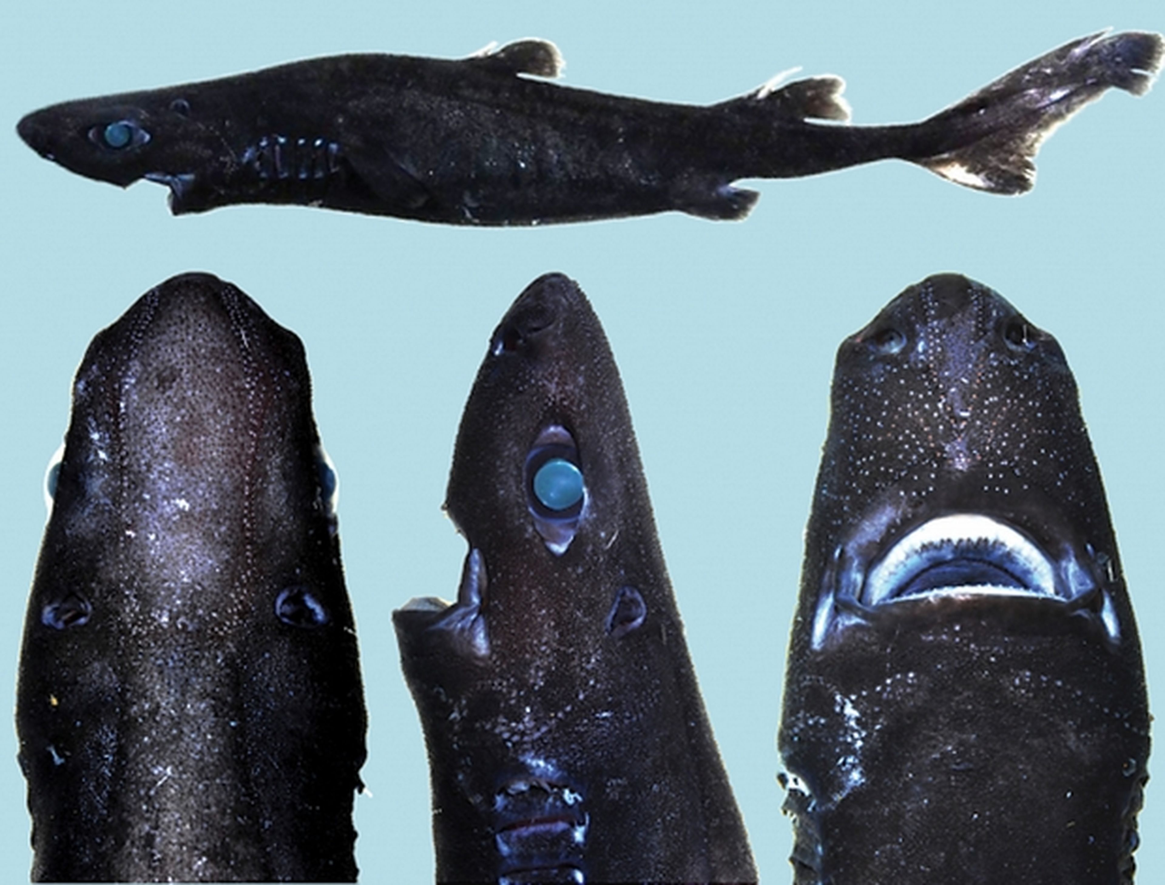Бывает черная рыба. Бразильская большезубая акула. Etmopterus pusillus рыба. Большезубая сигарная акула. Бразильская светящаяся акула.
