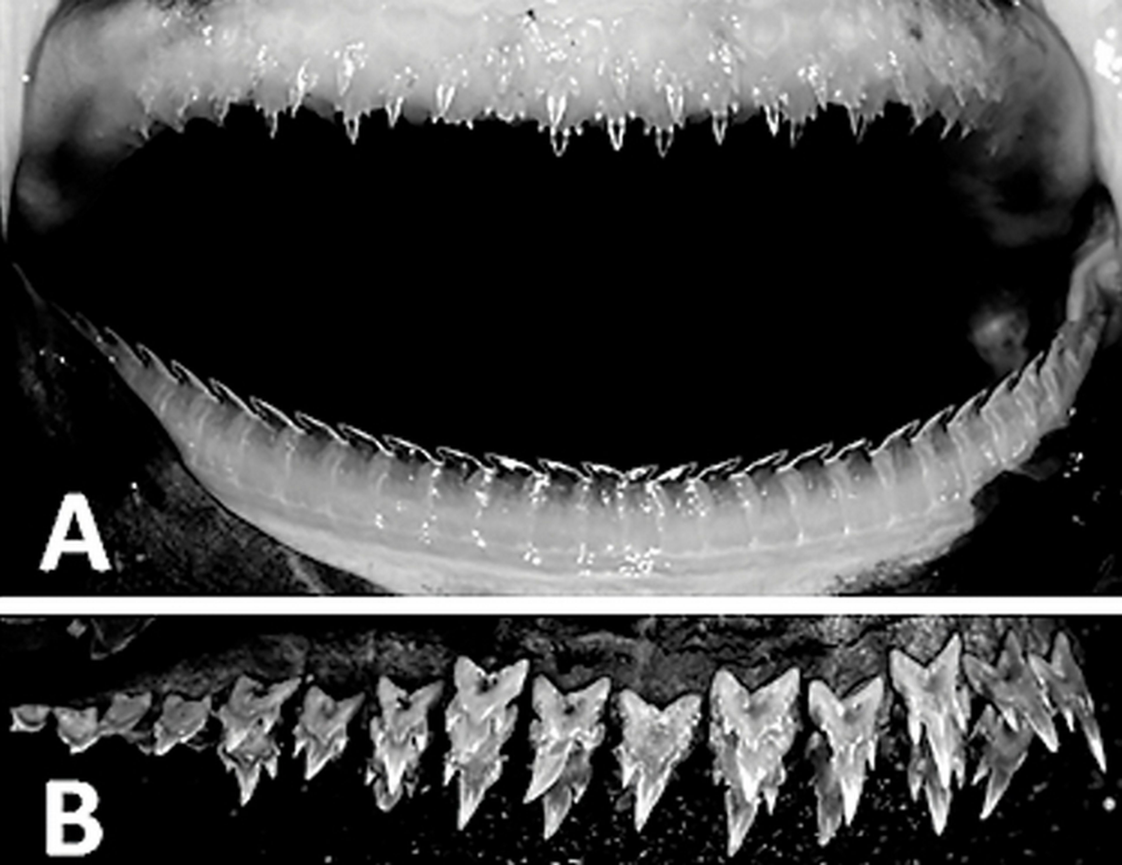 Descubren en México un tiburón linterna que brilla en la oscuridad