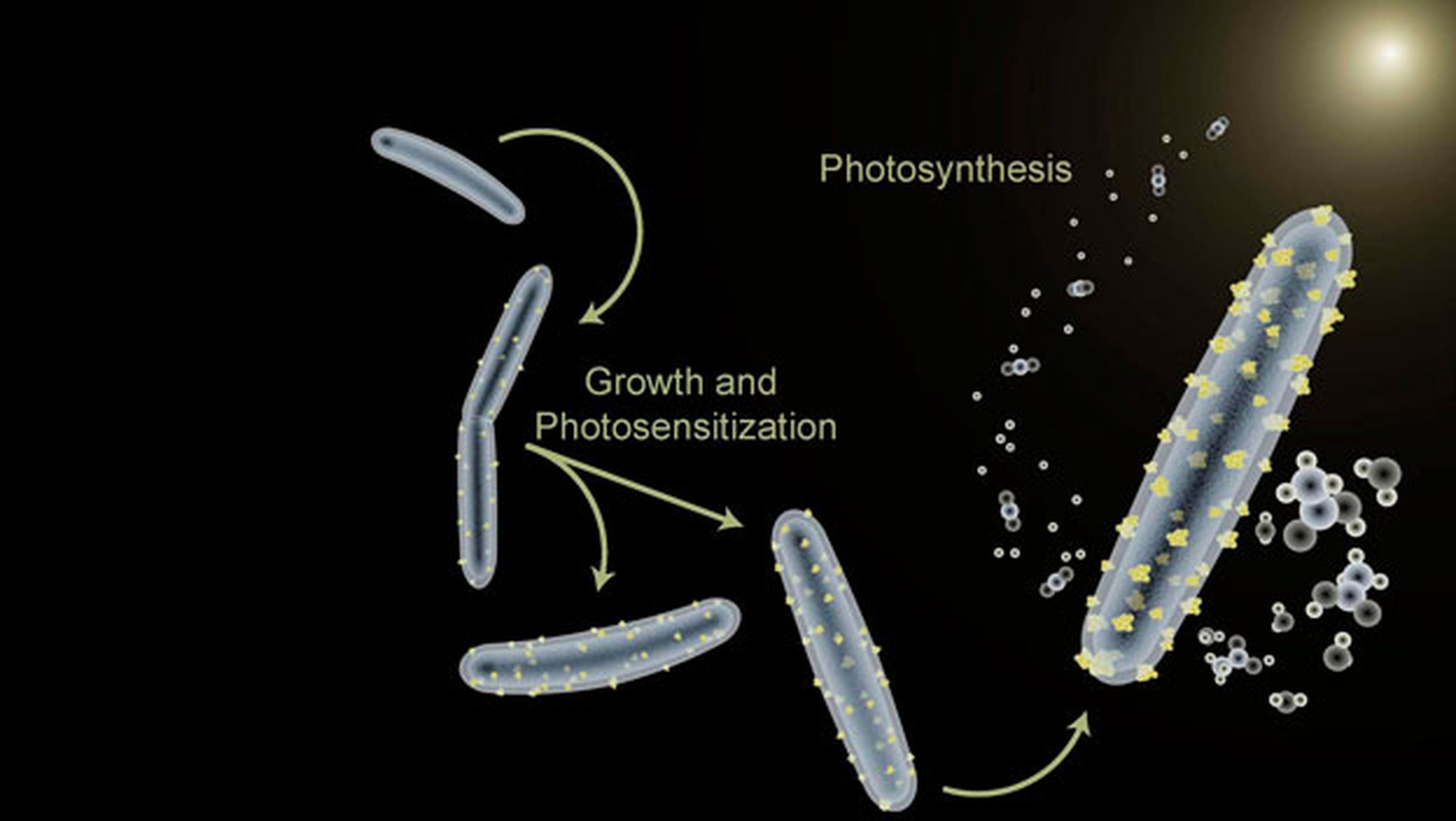 Bacteria que hace la fotosintesis artificial