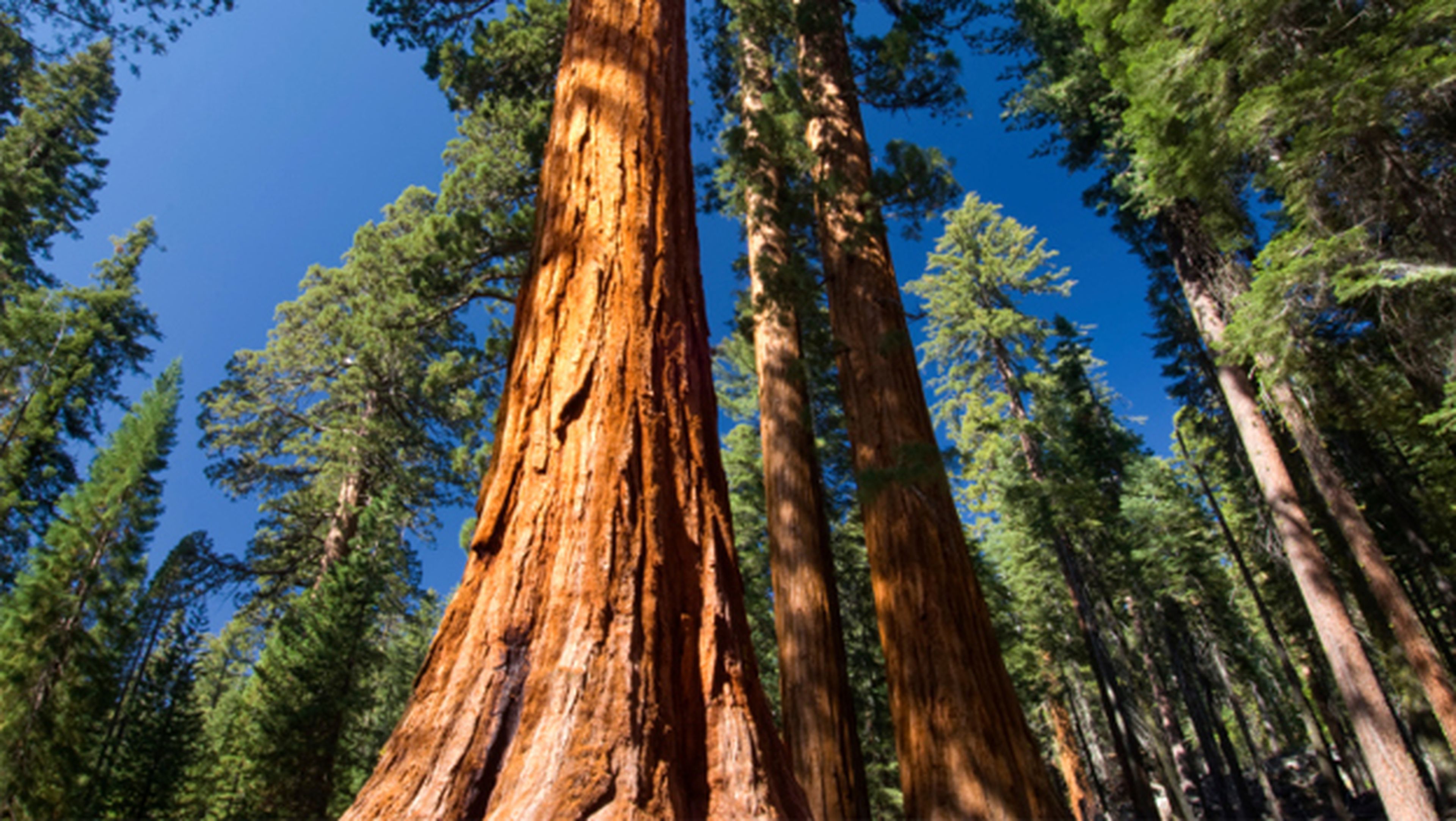Sequoia Hyperion caídas naturales espectaculares planeta