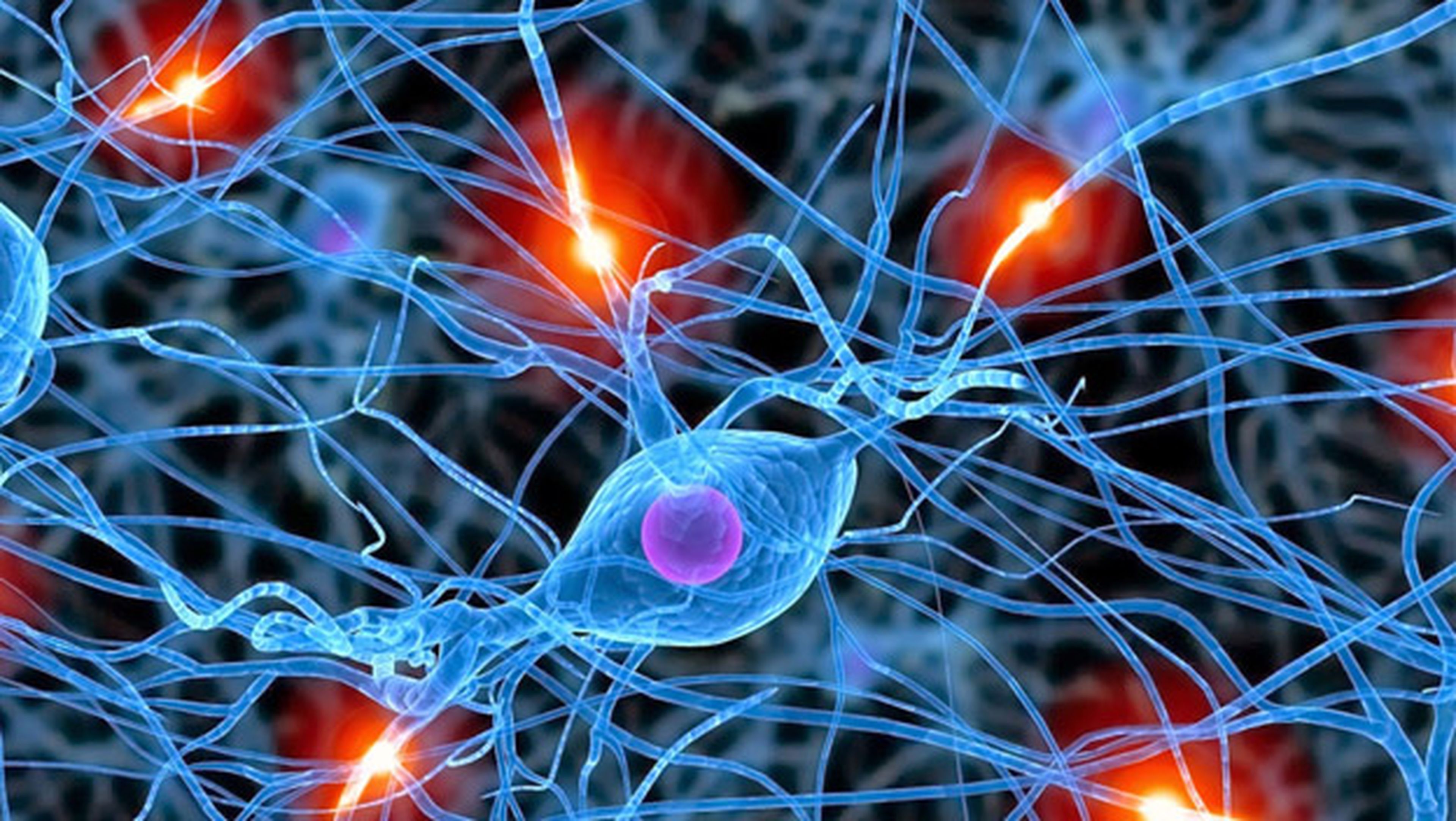Descubren que existen 50 tipos de neuronas inhibitorias en el cerebro. Es un importante avance en la investigación médica