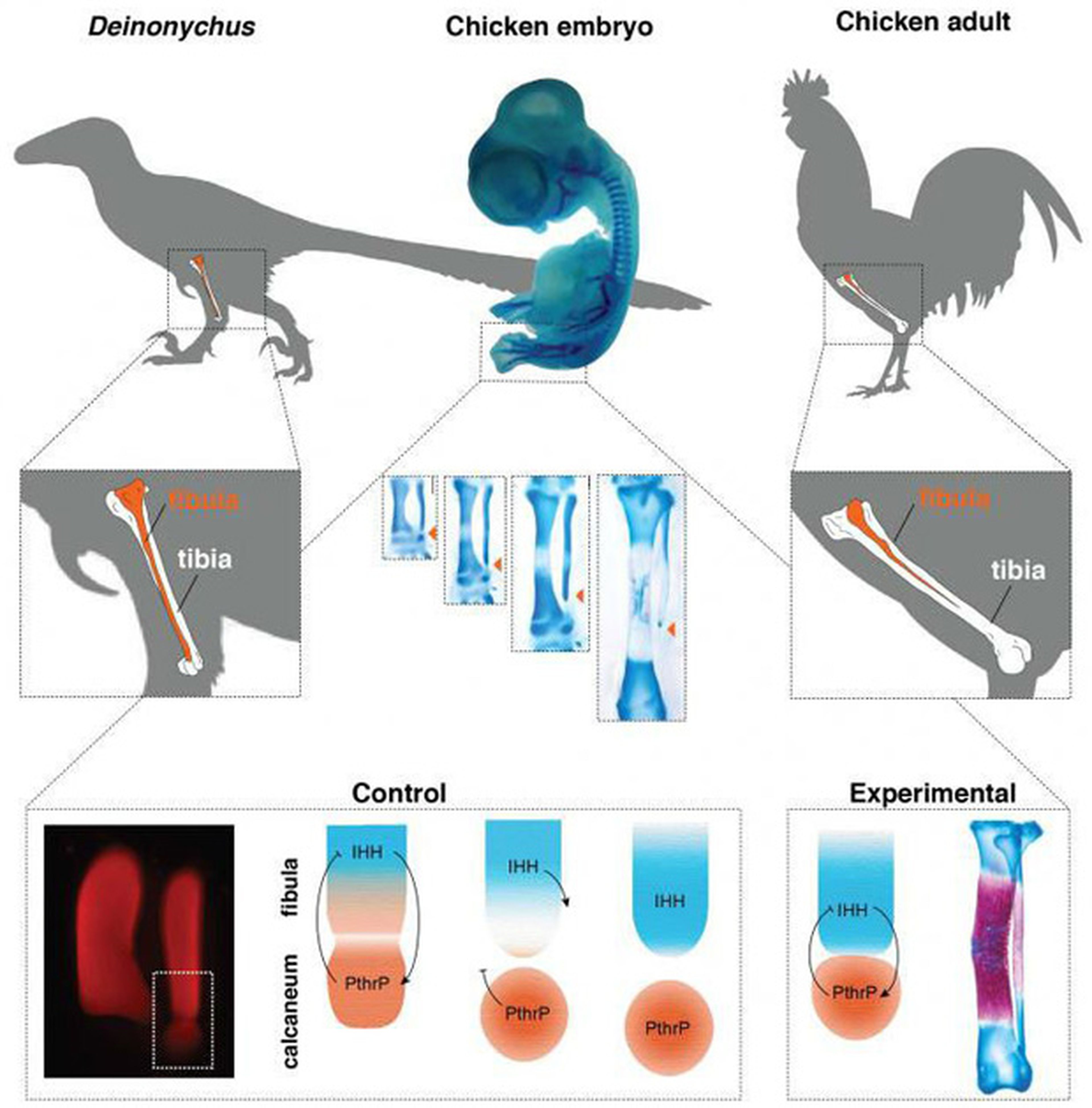 Científicos hacen crecer patas de dinosaurio en un pollo | Computer Hoy