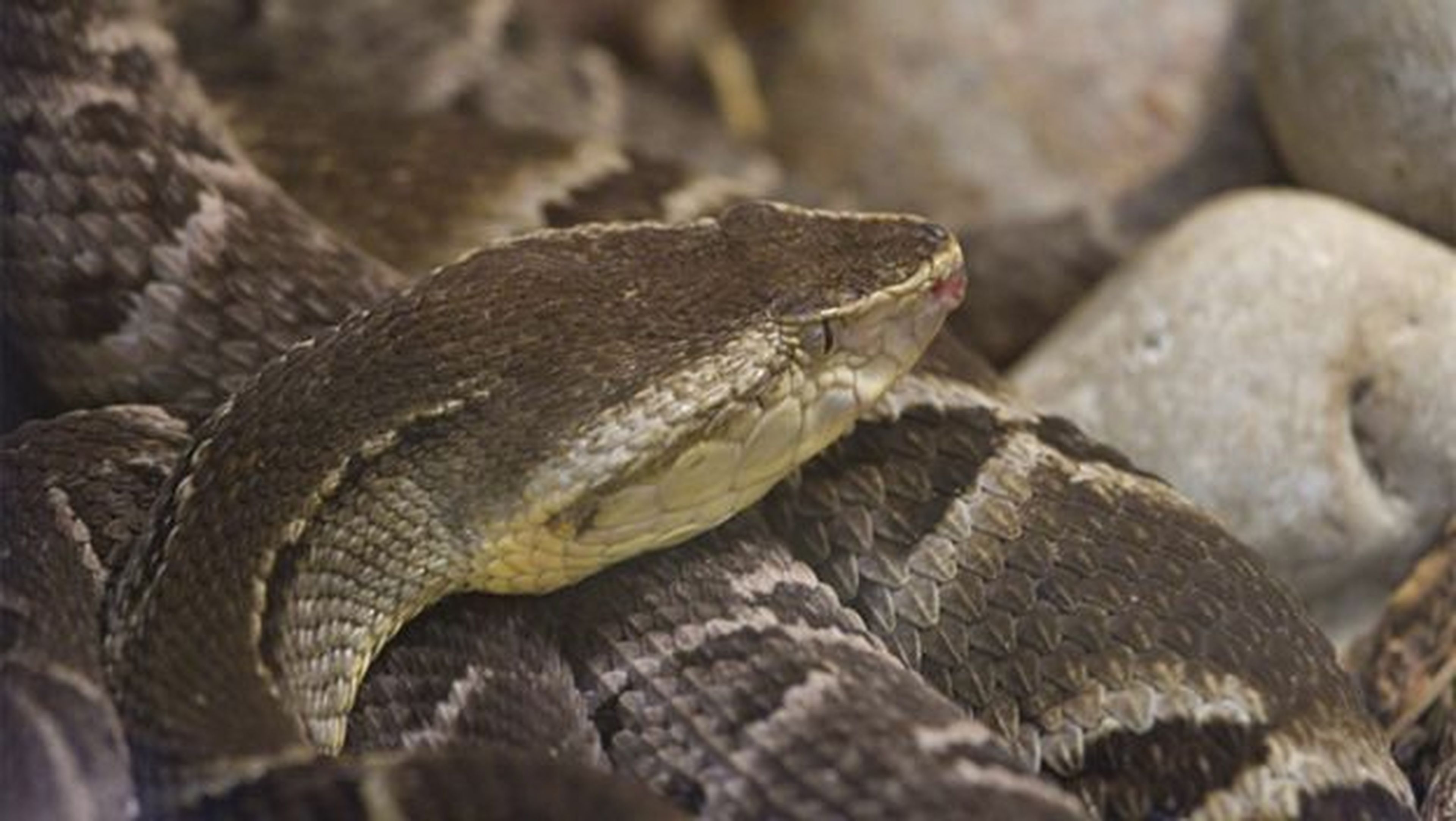El antídoto universal para el veneno de serpiente, más cerca | Computer Hoy